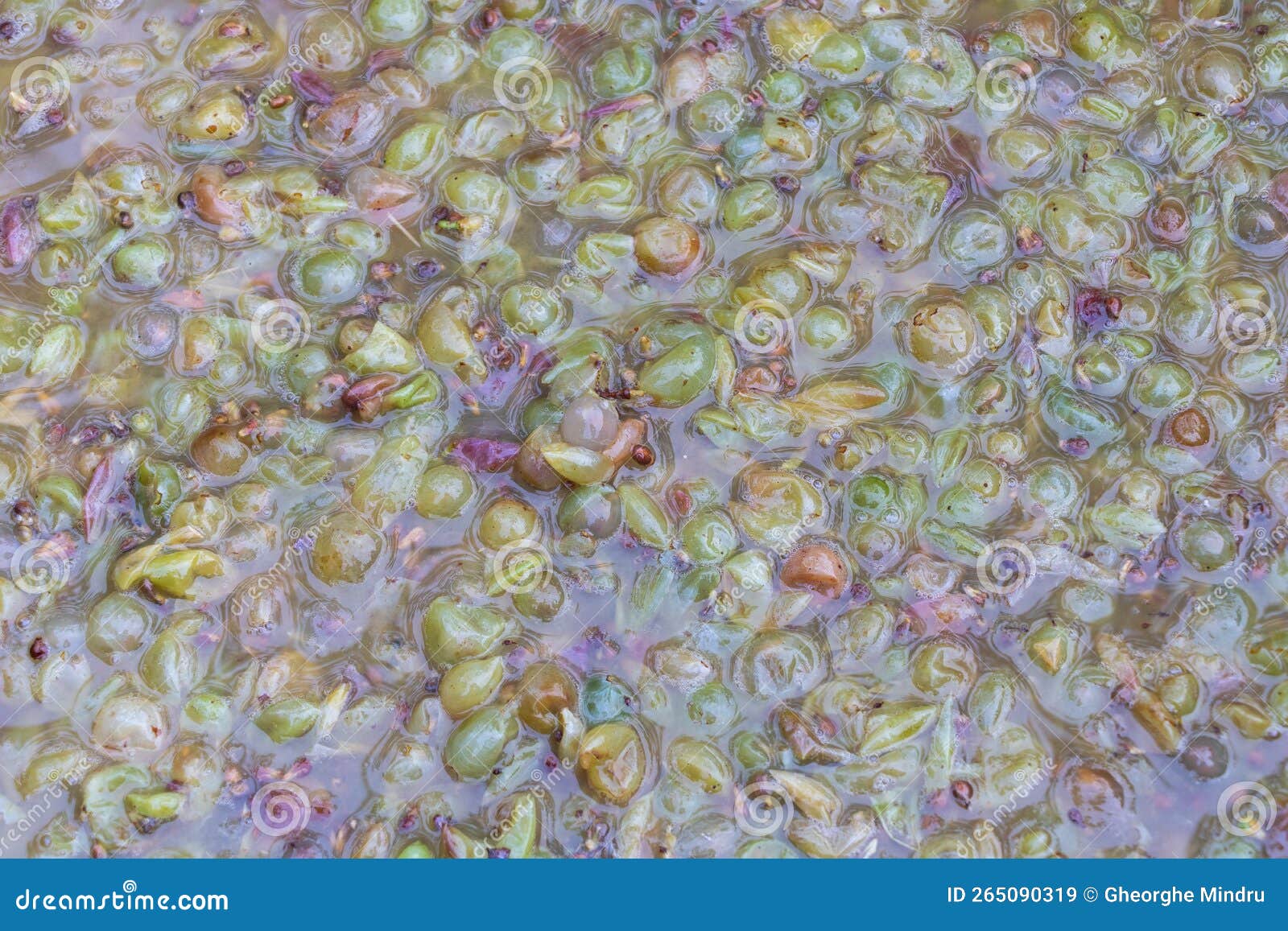 White Wine in the Fermentation Process Concept Making Red Wine at Home Textured Stock Image