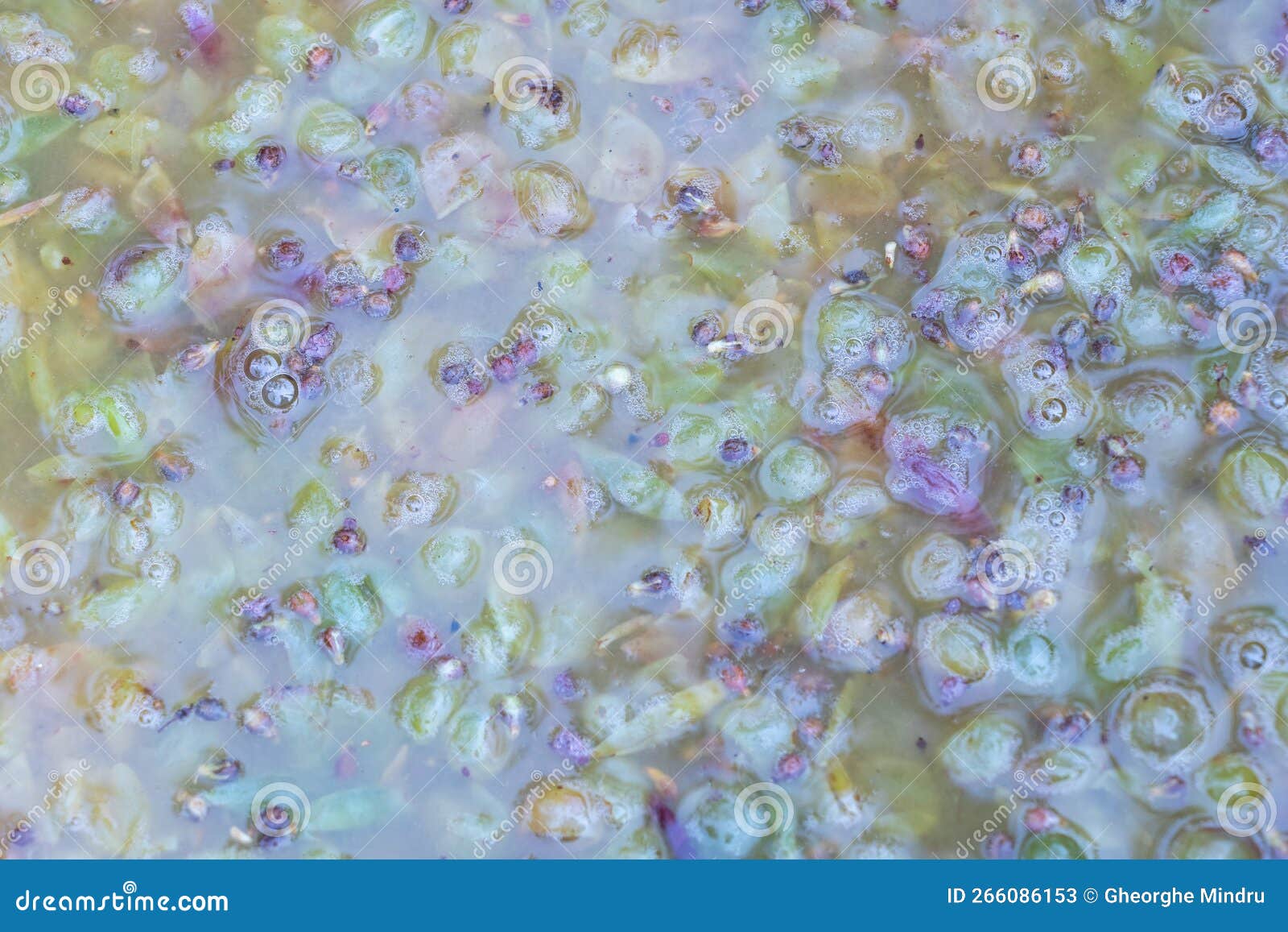 White Wine in the Fermentation Process Concept Making Red Wine at Home Textured Stock Image