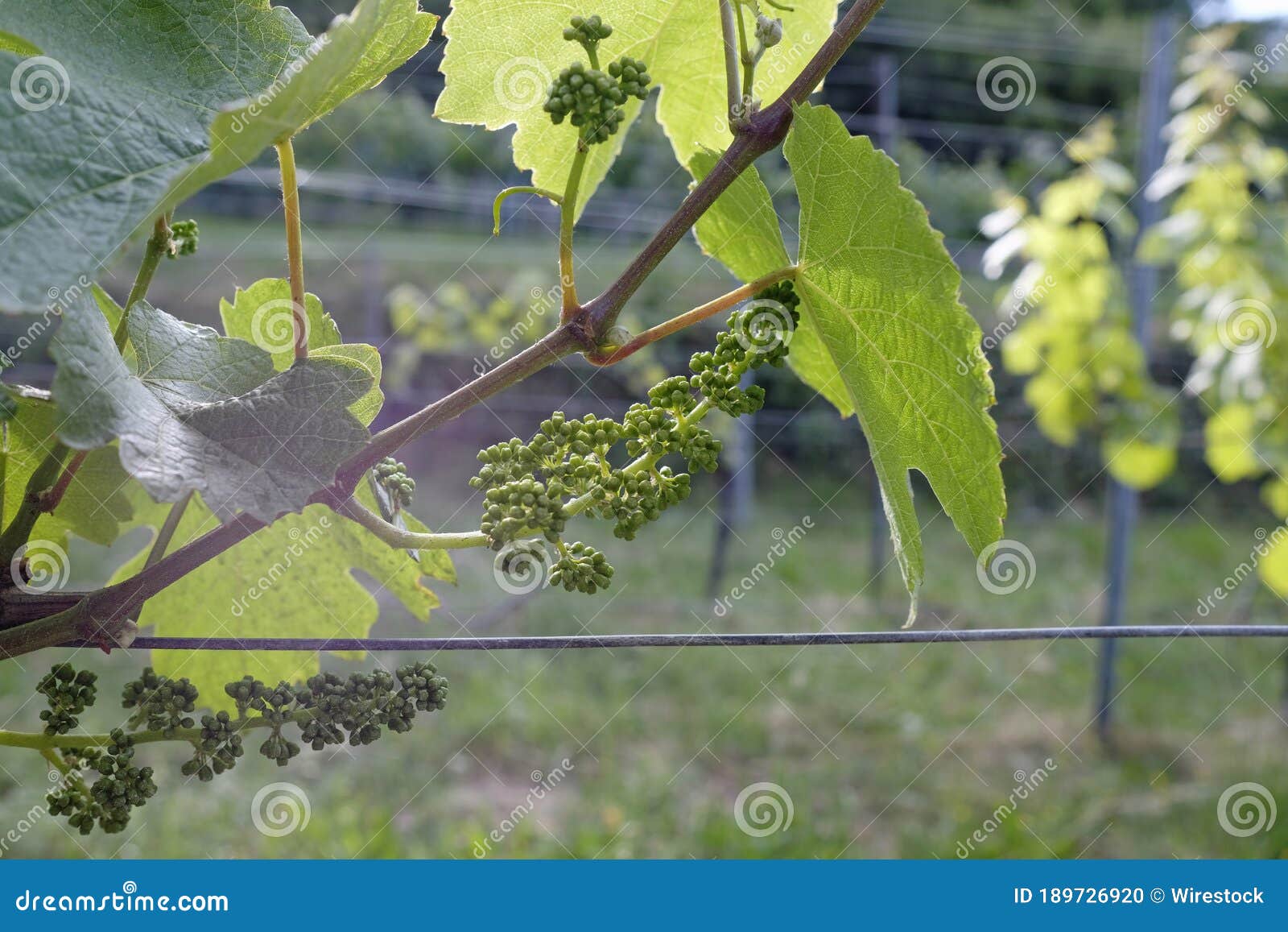 White Wine Grape Growing on a Vineyard in Germany Stock Photo Image