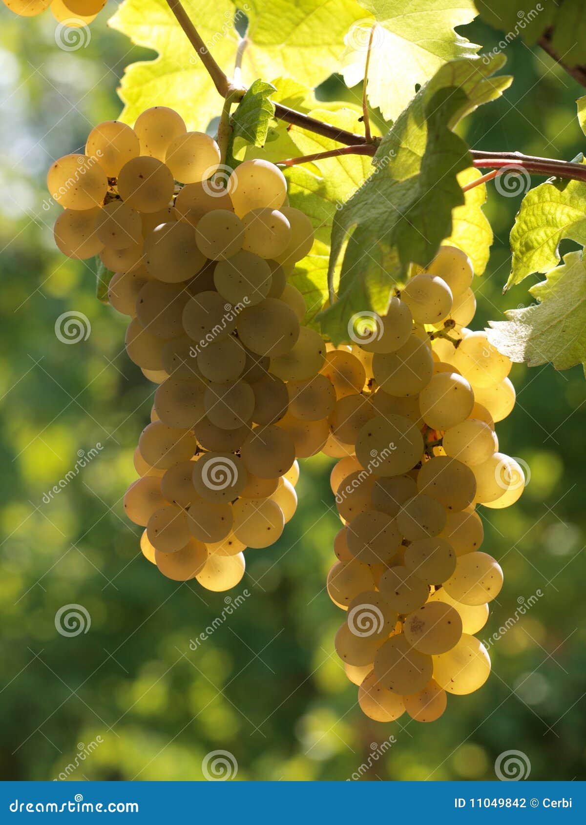 White wine grapes stock photo. Image of freshness, hanging 11049842