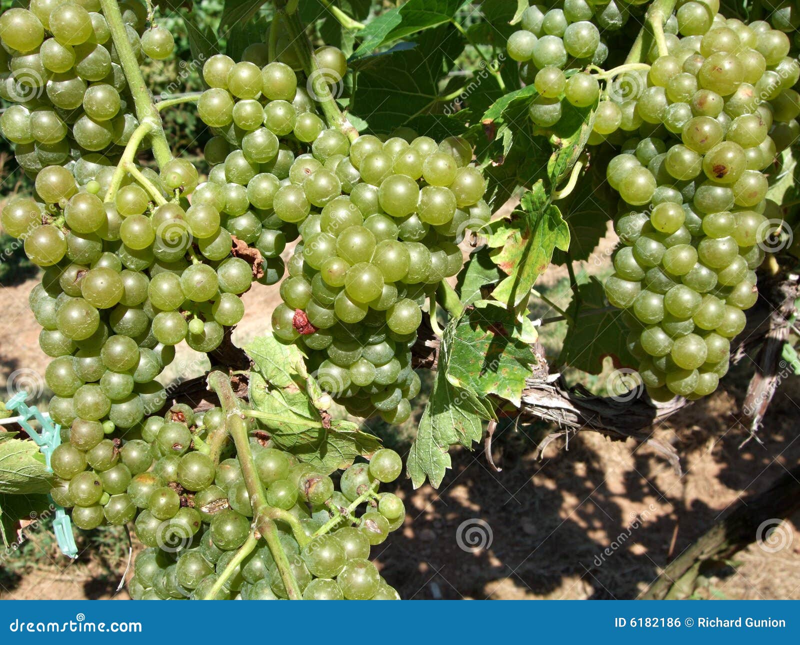 White Wine Grapes stock photo. Image of farming, nature 6182186