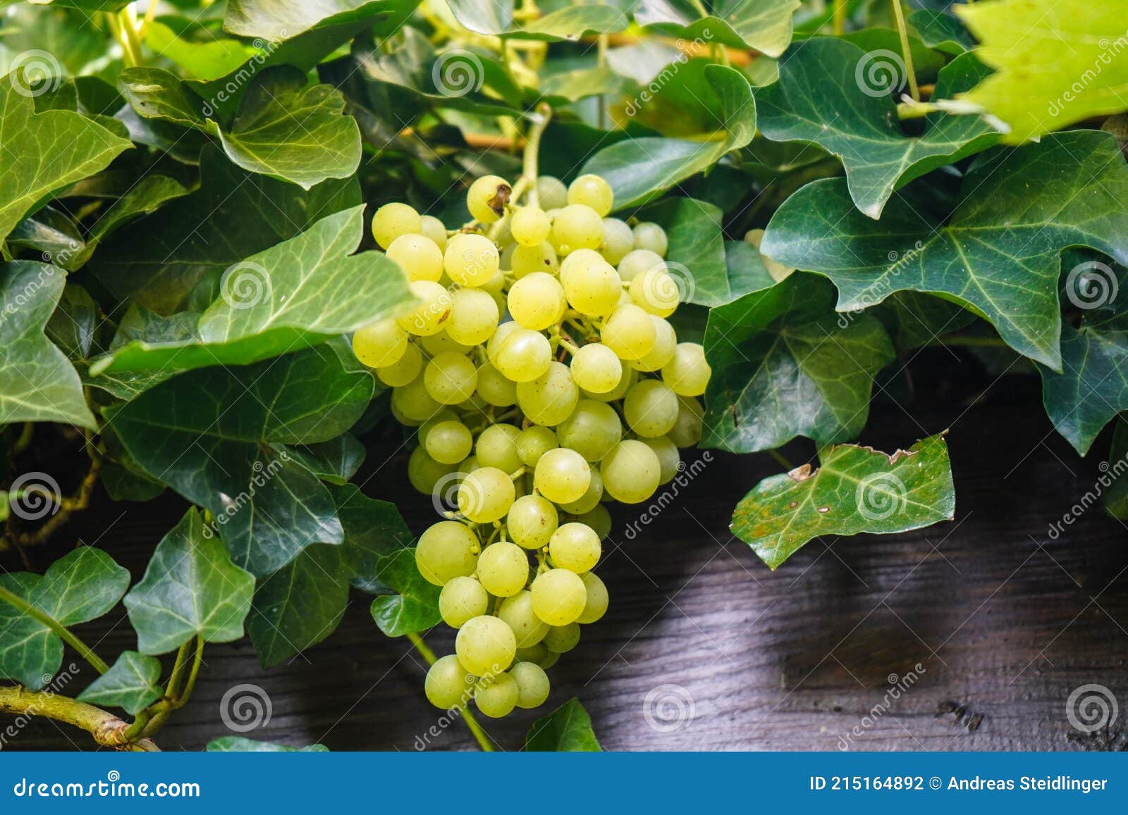 White wine grapes stock photo. Image of bottle, 215164892