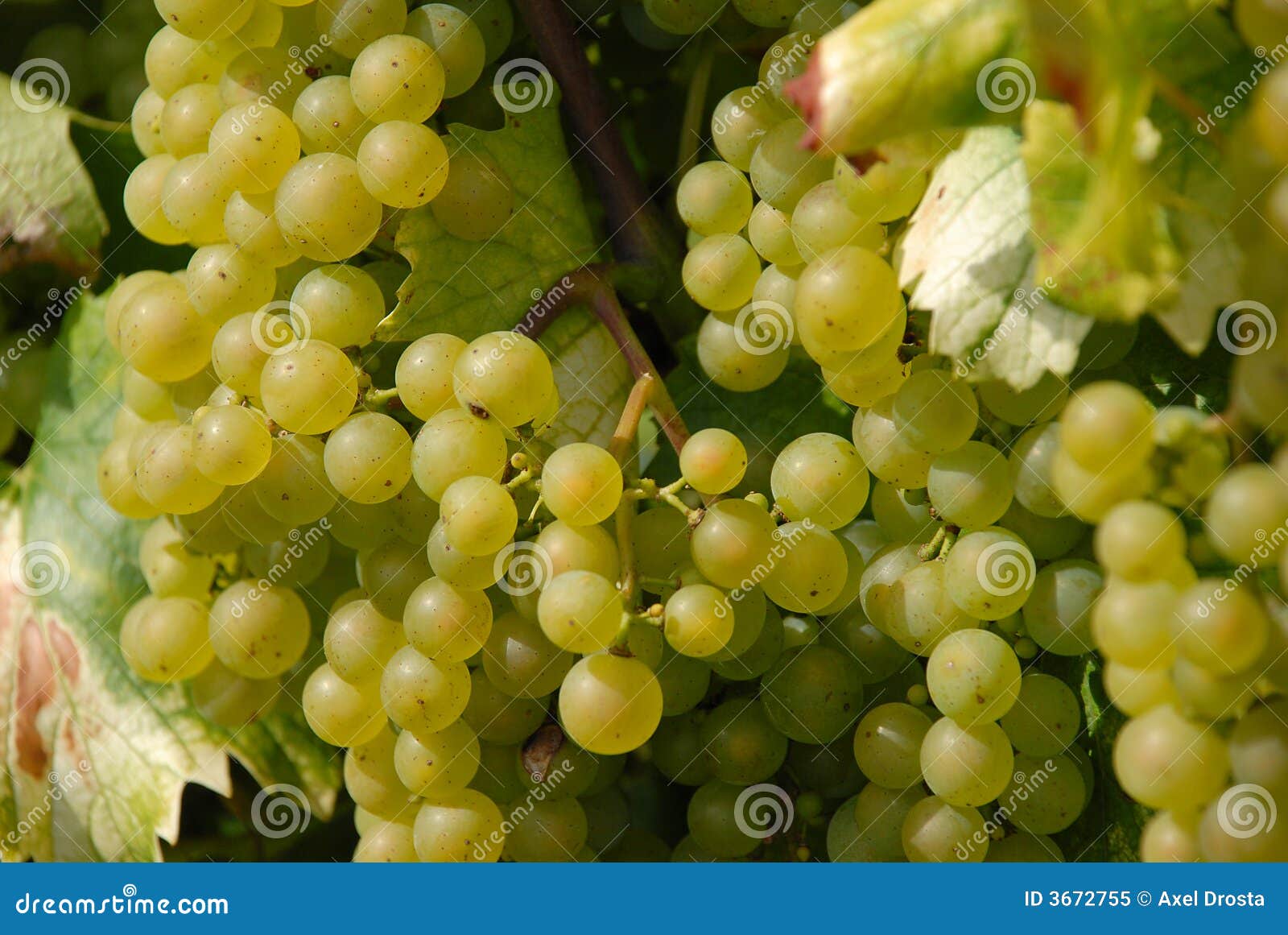 White Wine Grapes on Vine stock image. Image of grapevines 3672755