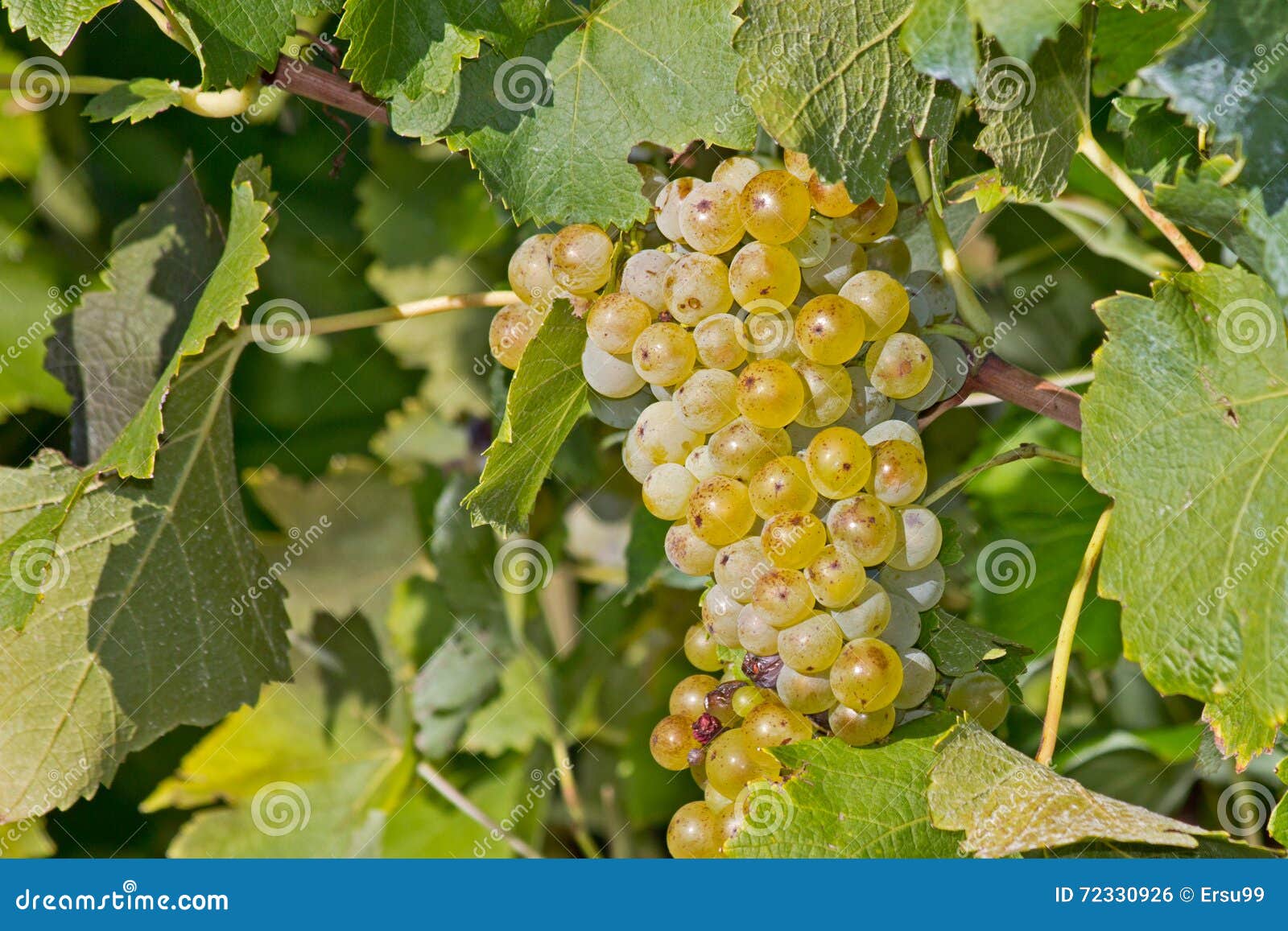 White Wine Grapes on the Vine Stock Photo Image of liquids, country