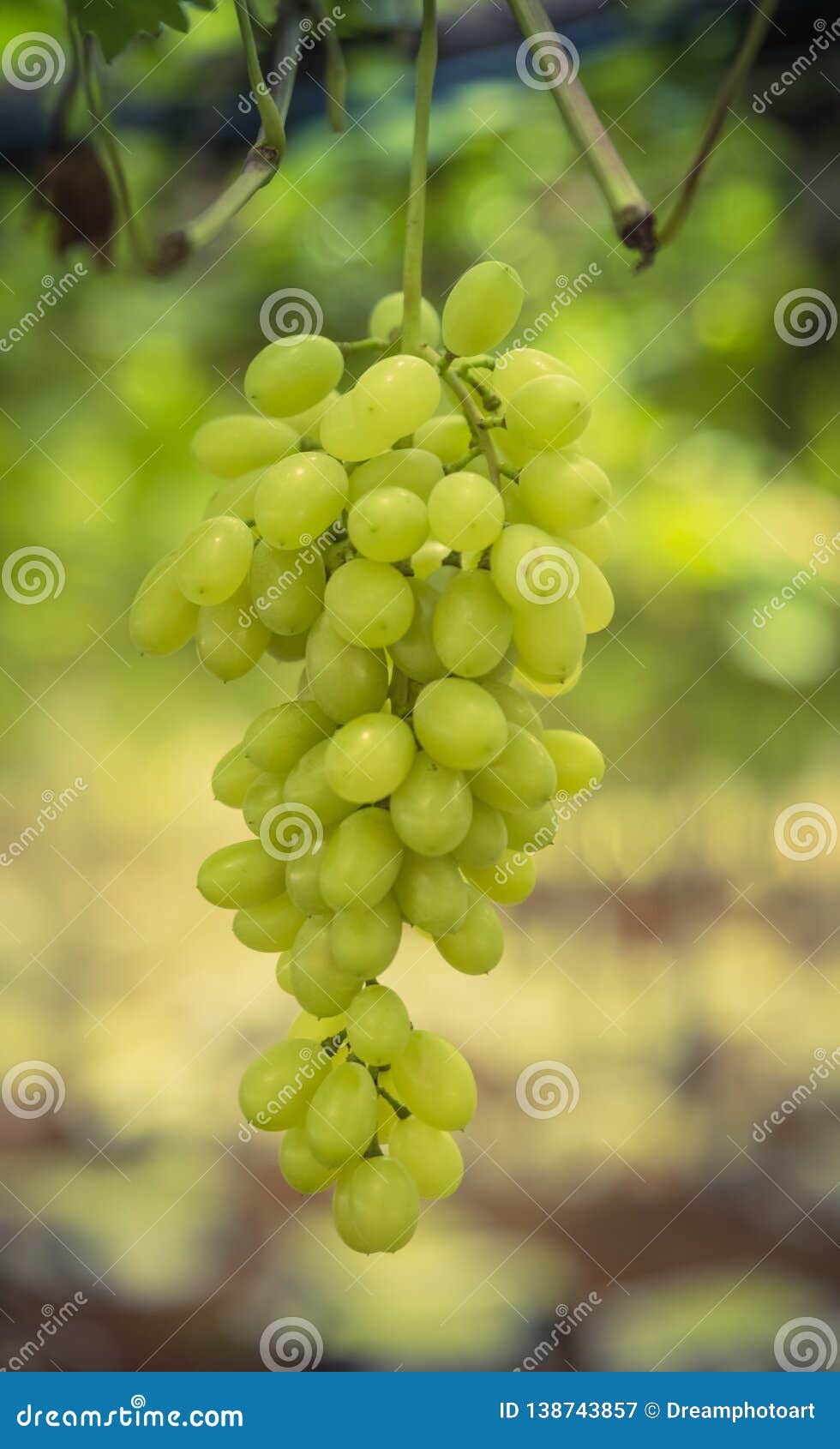 Vineyard Karnataka Stock Photos Free & RoyaltyFree Stock Photos from