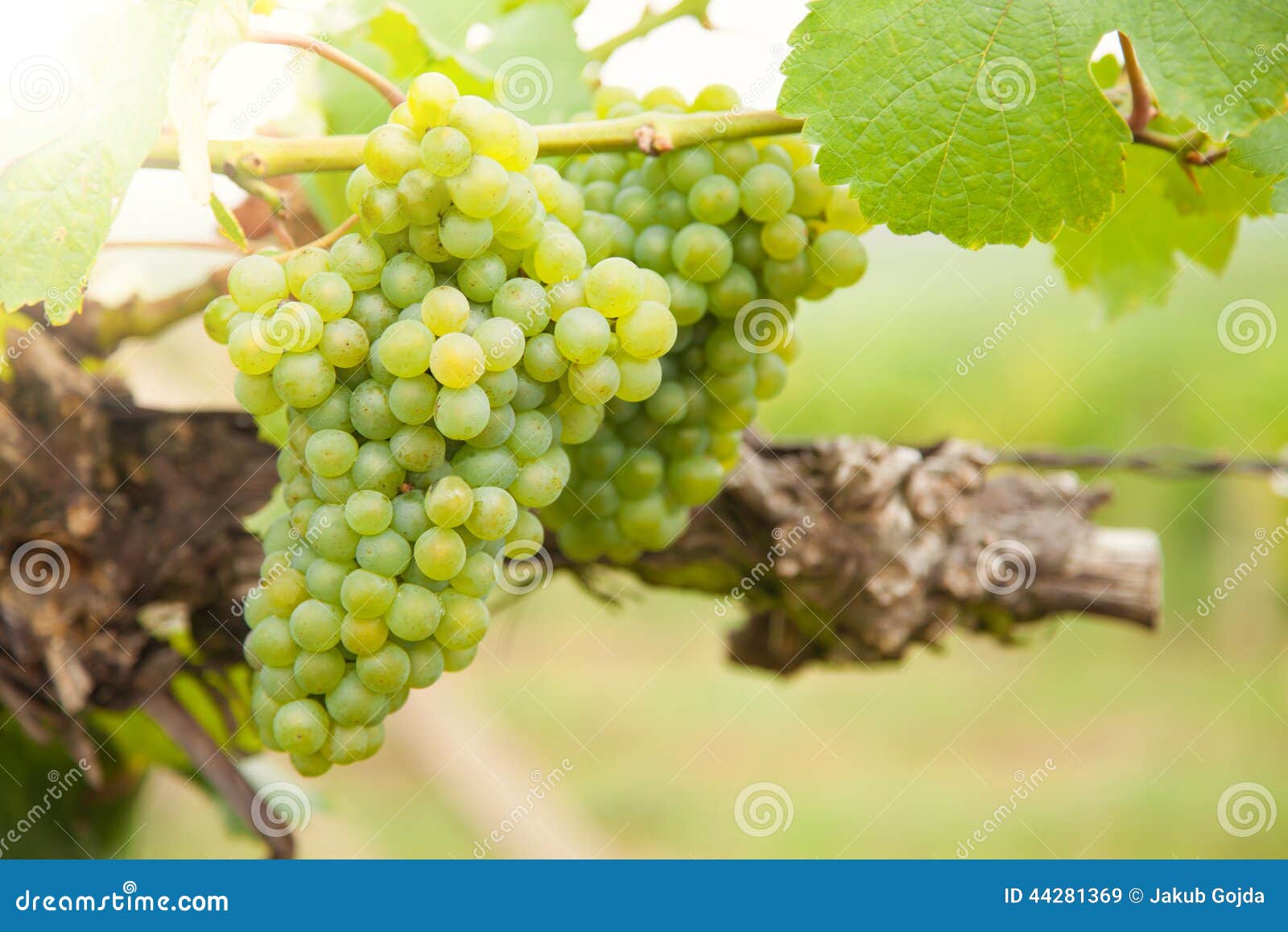 White Wine Grapes on Vineyard Stock Image Image of growth, copyspace