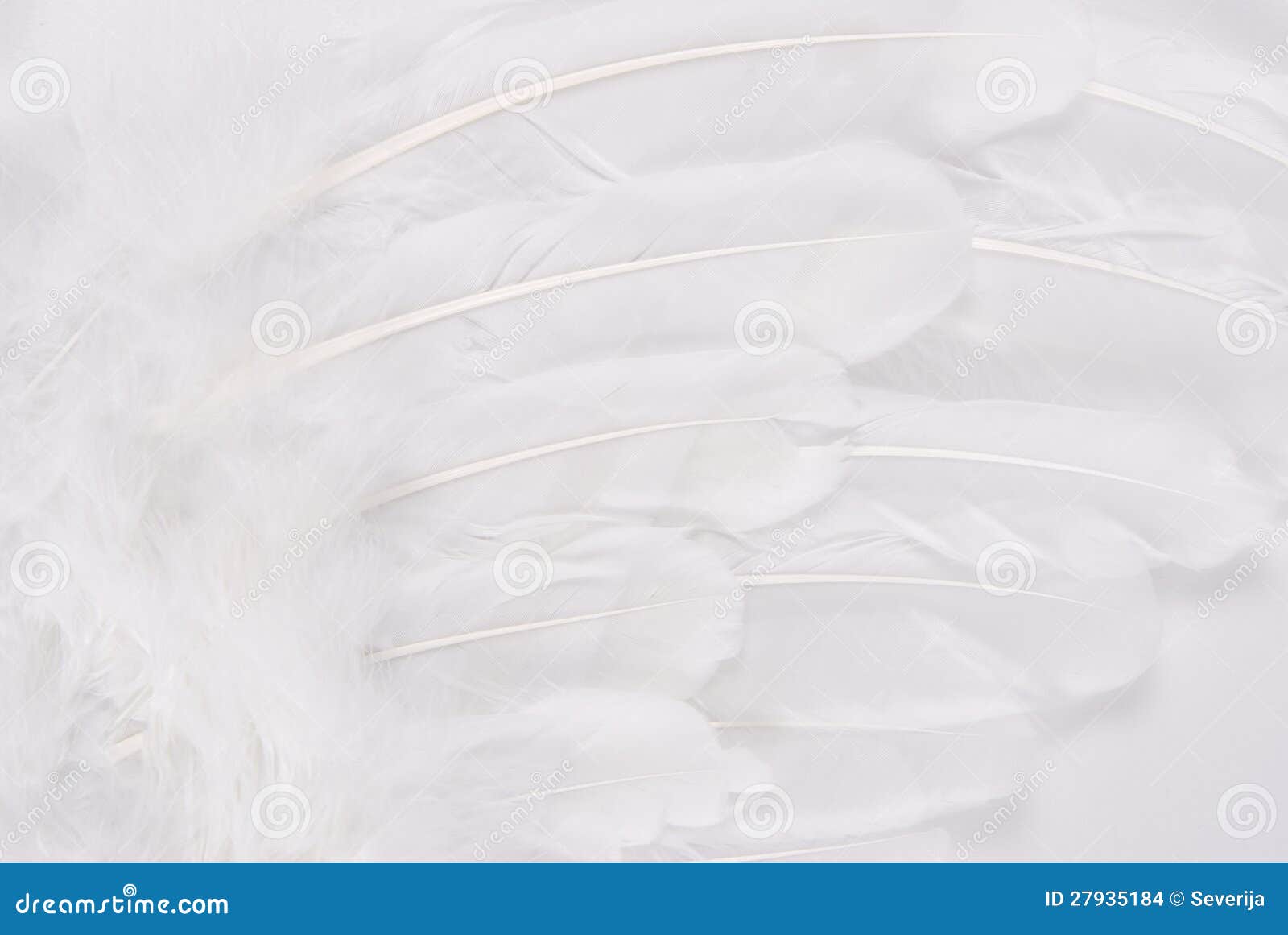 white wing feather