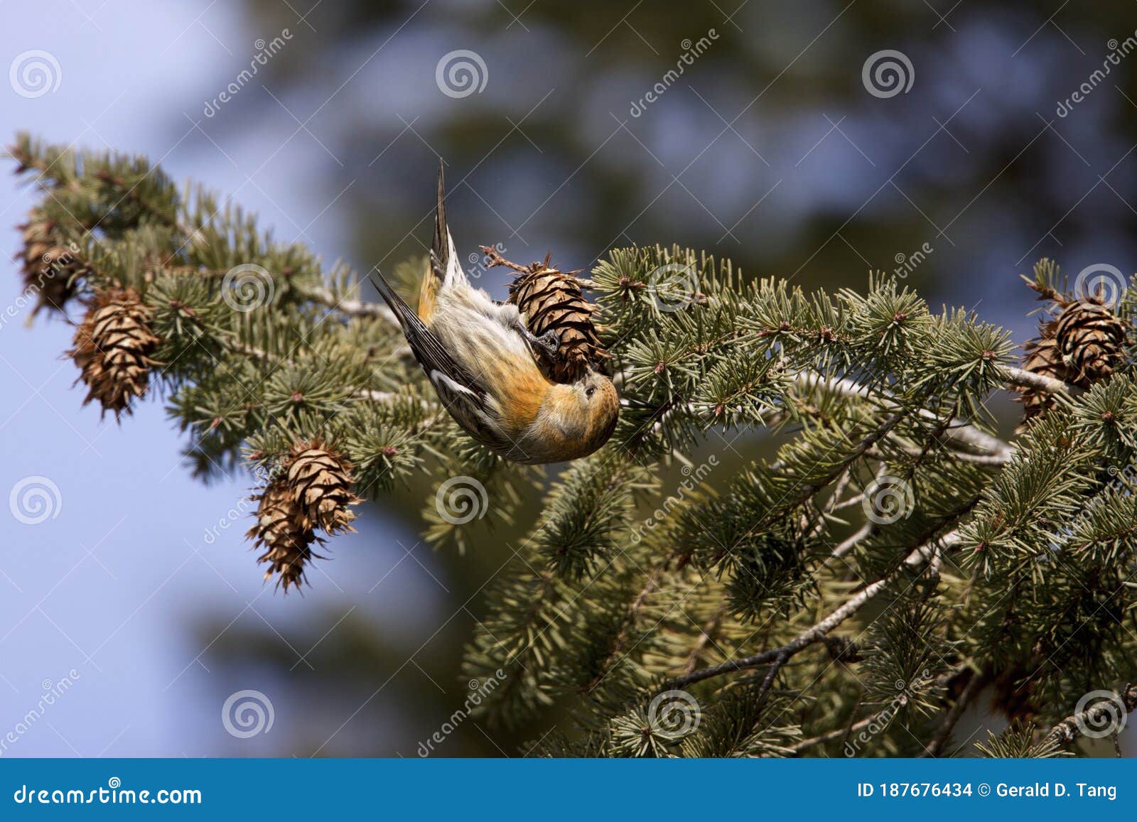 white-winged crossbill female  804980