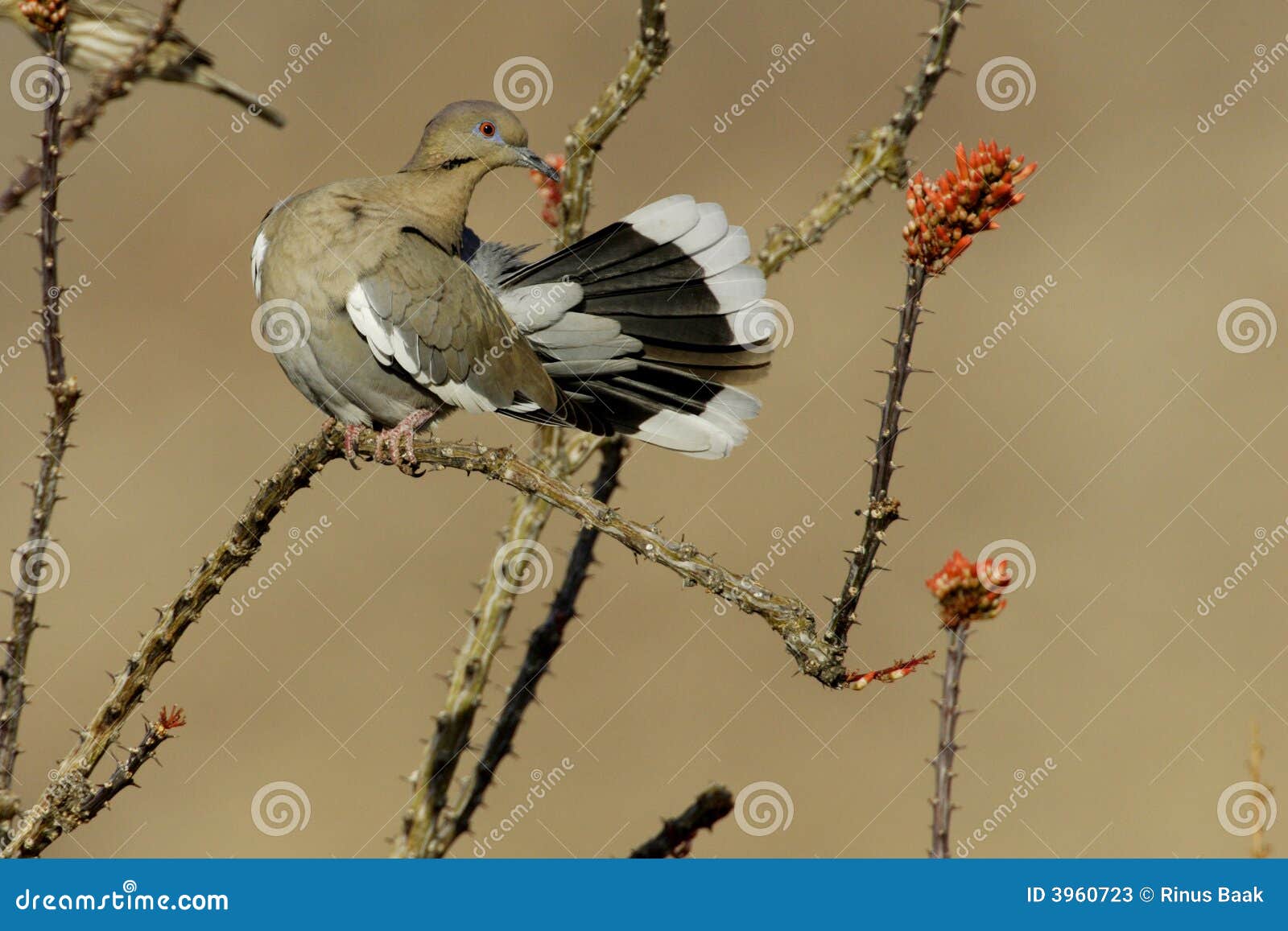 white winged dove