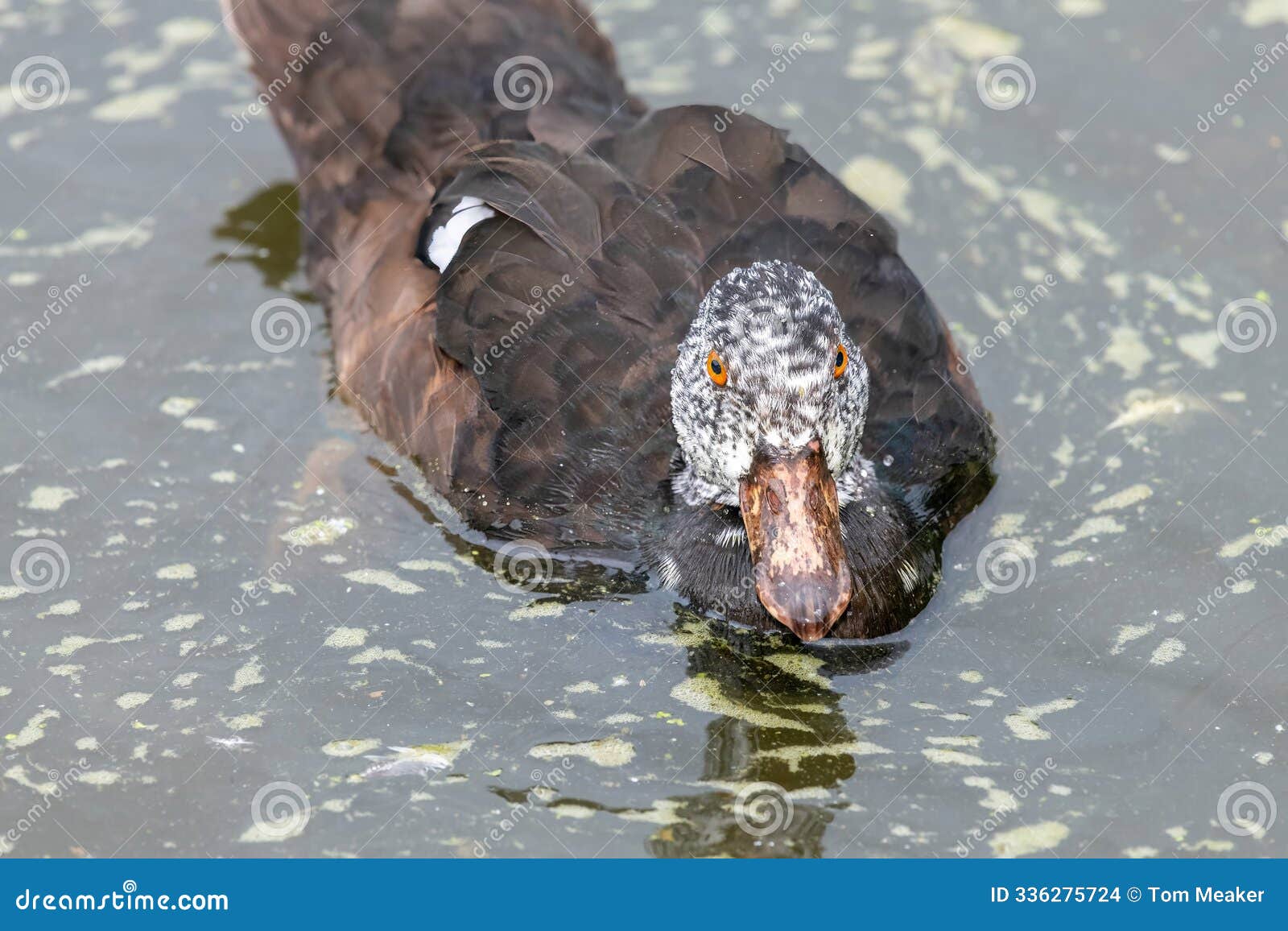 white winged duck (asarcornis scutulata