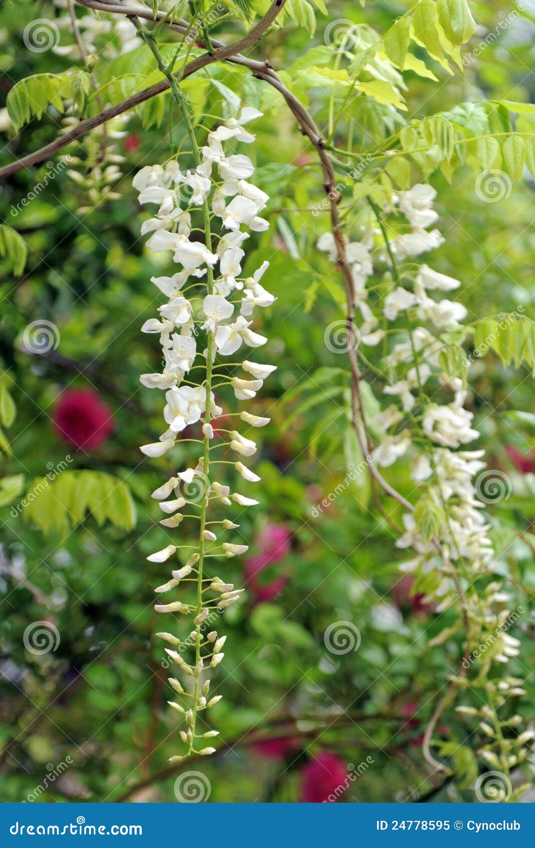 White wisteria flowers stock image. Image of wisteria 24778595