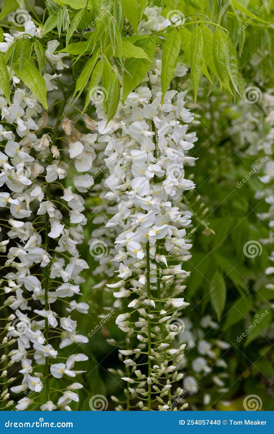 White wisteria flowers stock photo. Image of fresh, garden 254057440