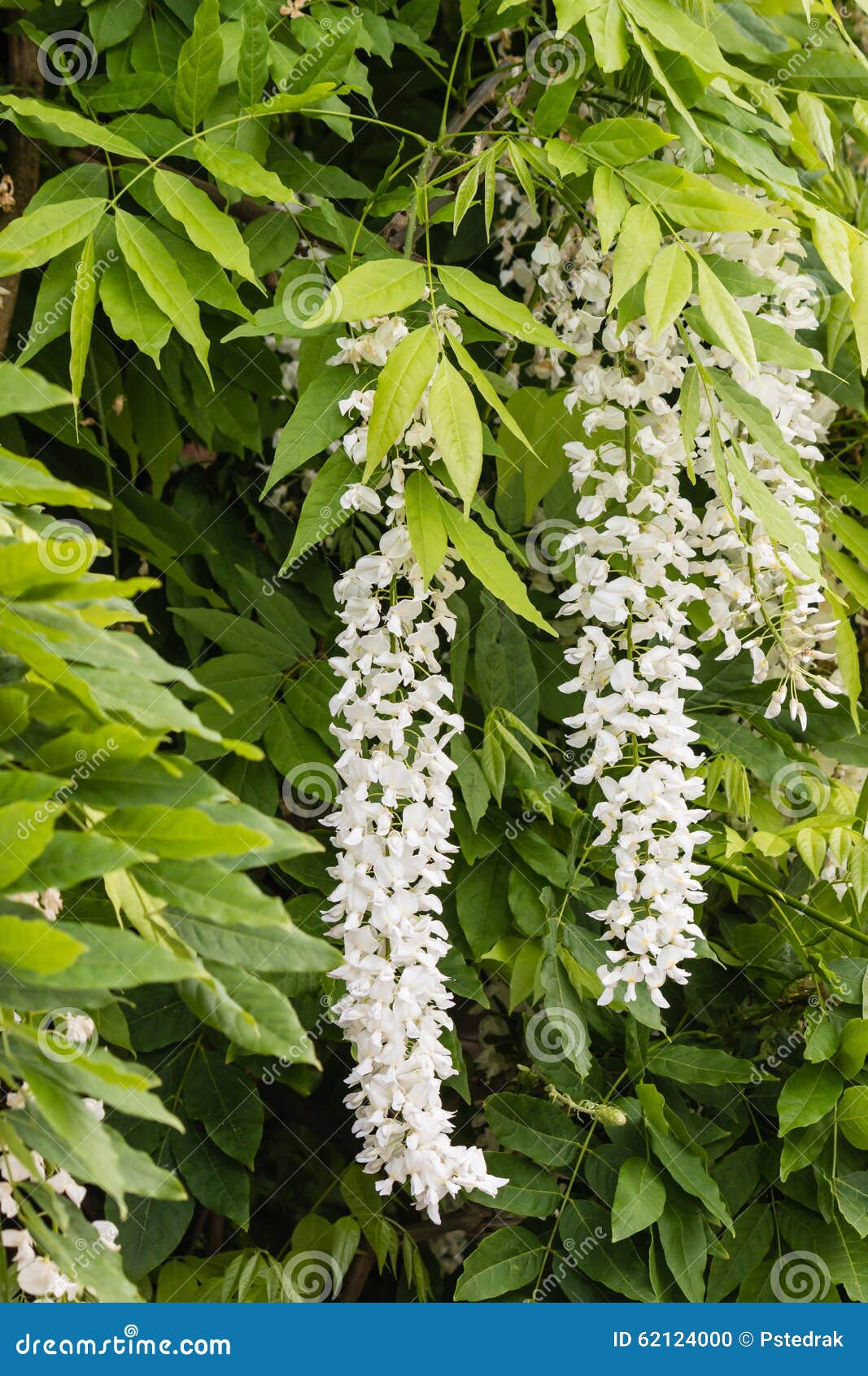 White Wisteria Flower. Stock Image 73667005