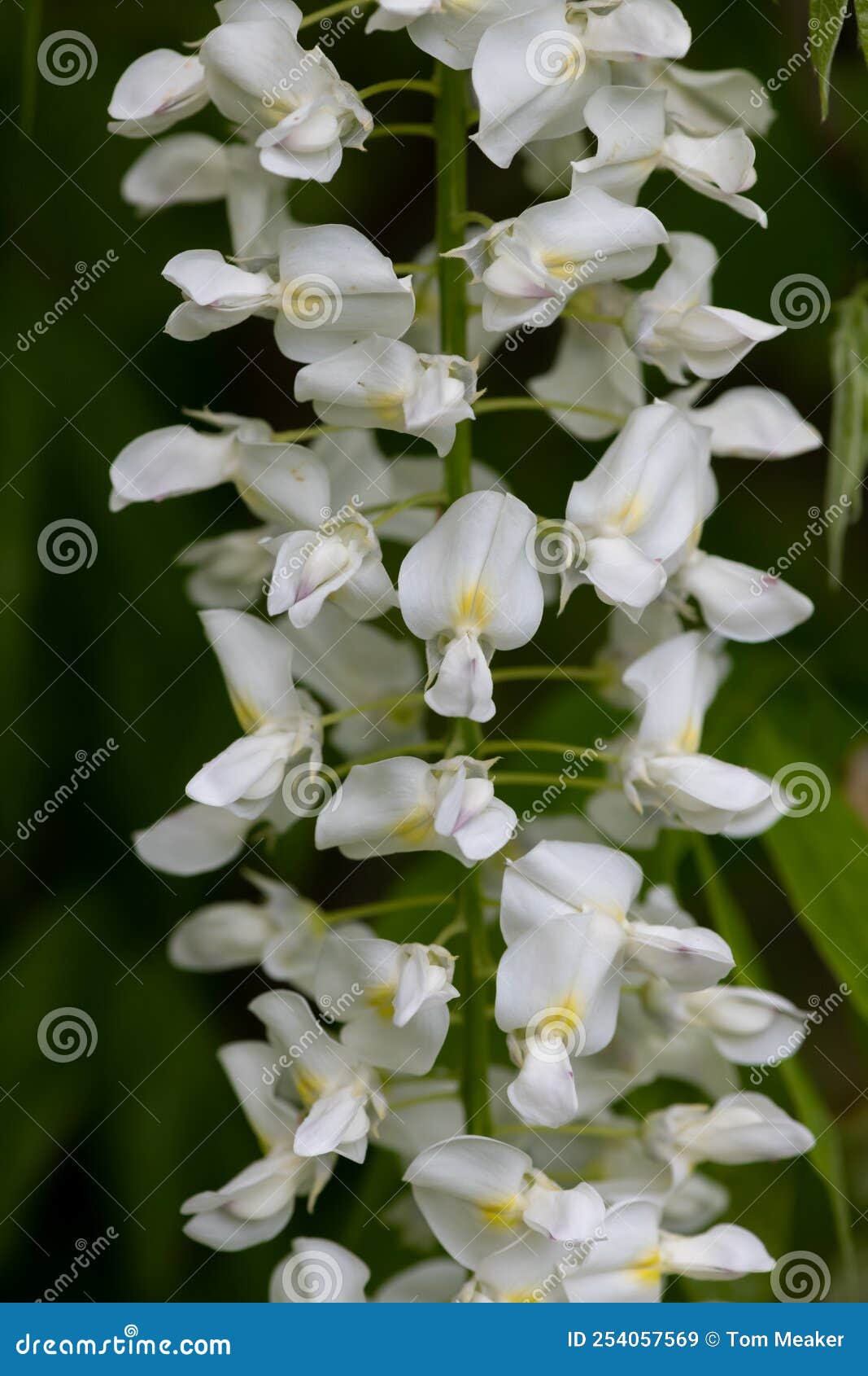 White wisteria flowers stock image. Image of head, beautiful 254057569