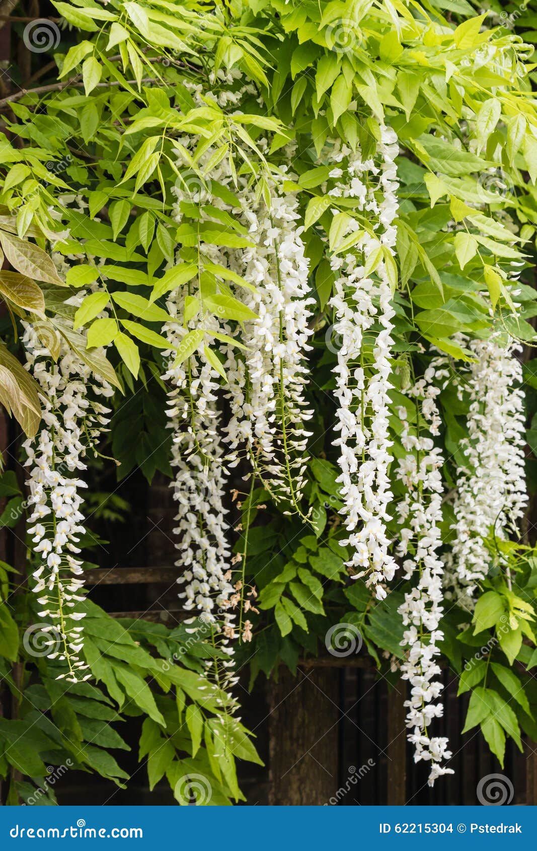 White wisteria flowers stock photo. Image of plant, leaves 62215304