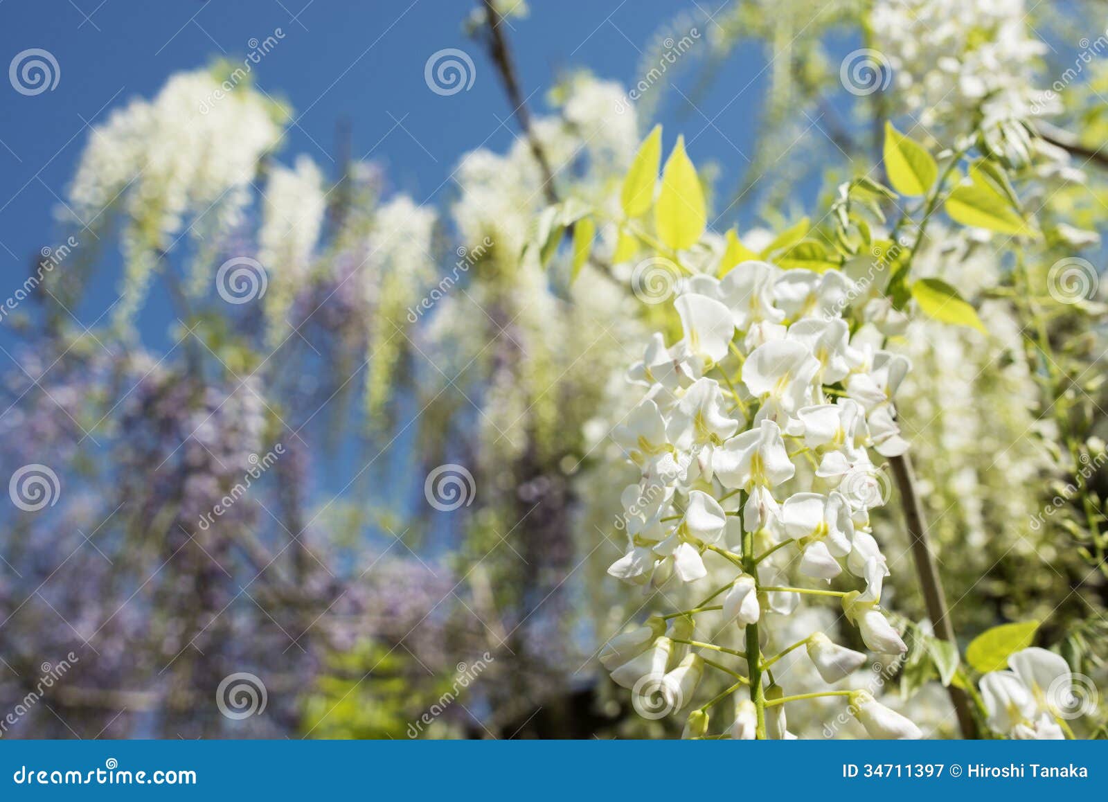White Wisteria Flower. Stock Image 73667005