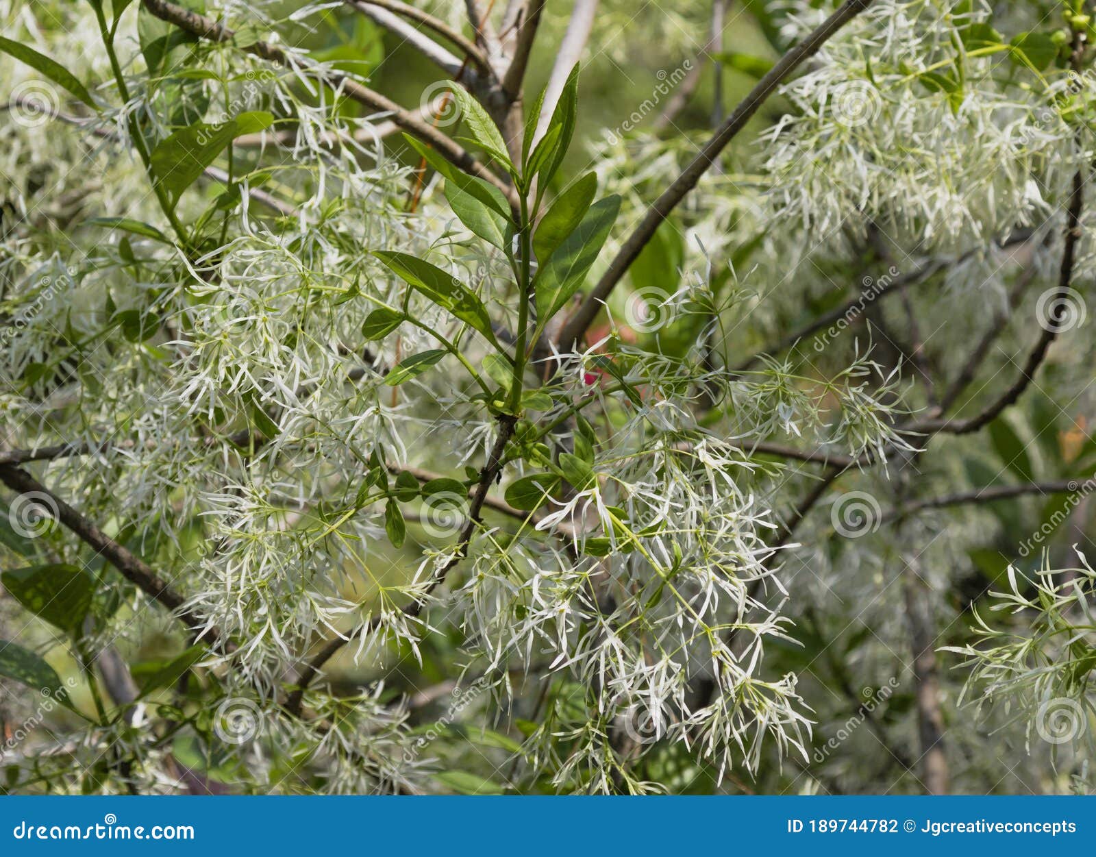 White Witch Hazel Flowers on Tree Stock Photo Image of hazel