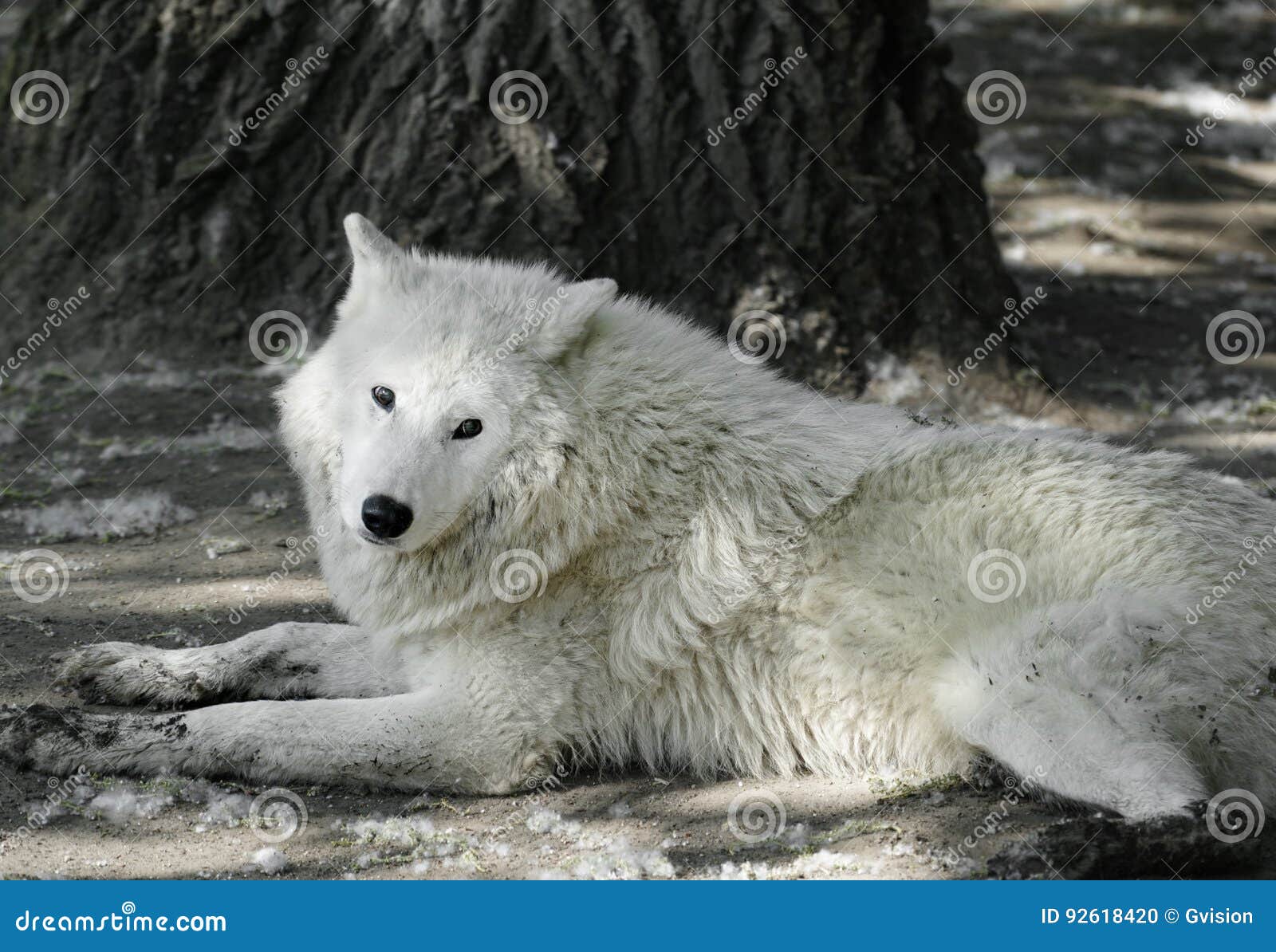 images Beautiful White Wolf Pictures With Blue Eyes dreamstime com