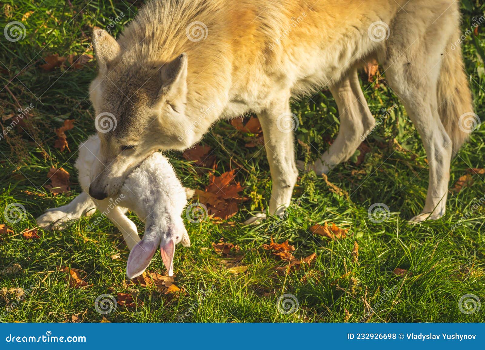 white-wolf-eating-rabbit-forest-nature-prey-teeth-closeup-view-danger-wildlife-photo-close-up-232926698.jpg