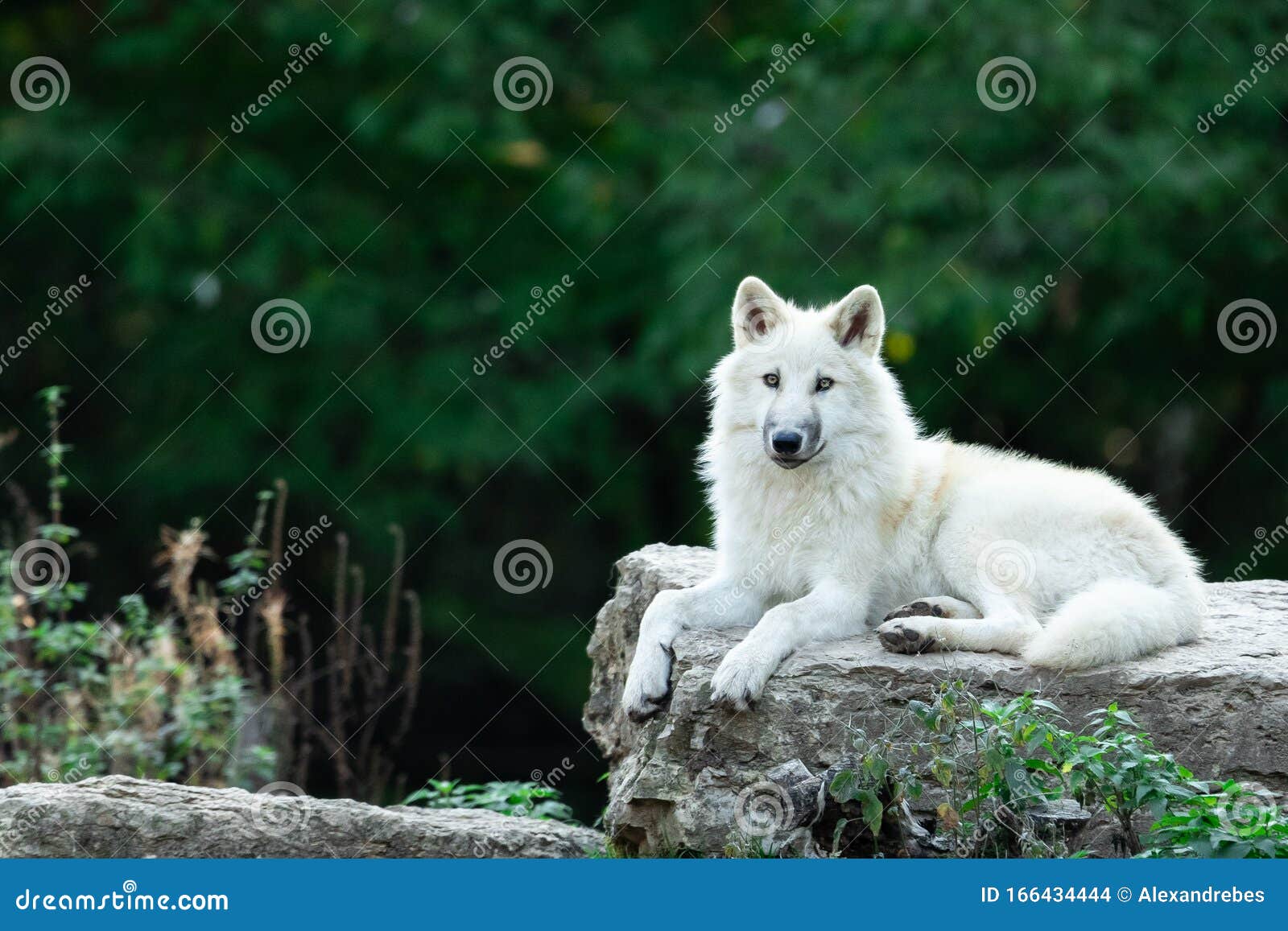 White wolf in the forest stock photo. Image of polar 166434444