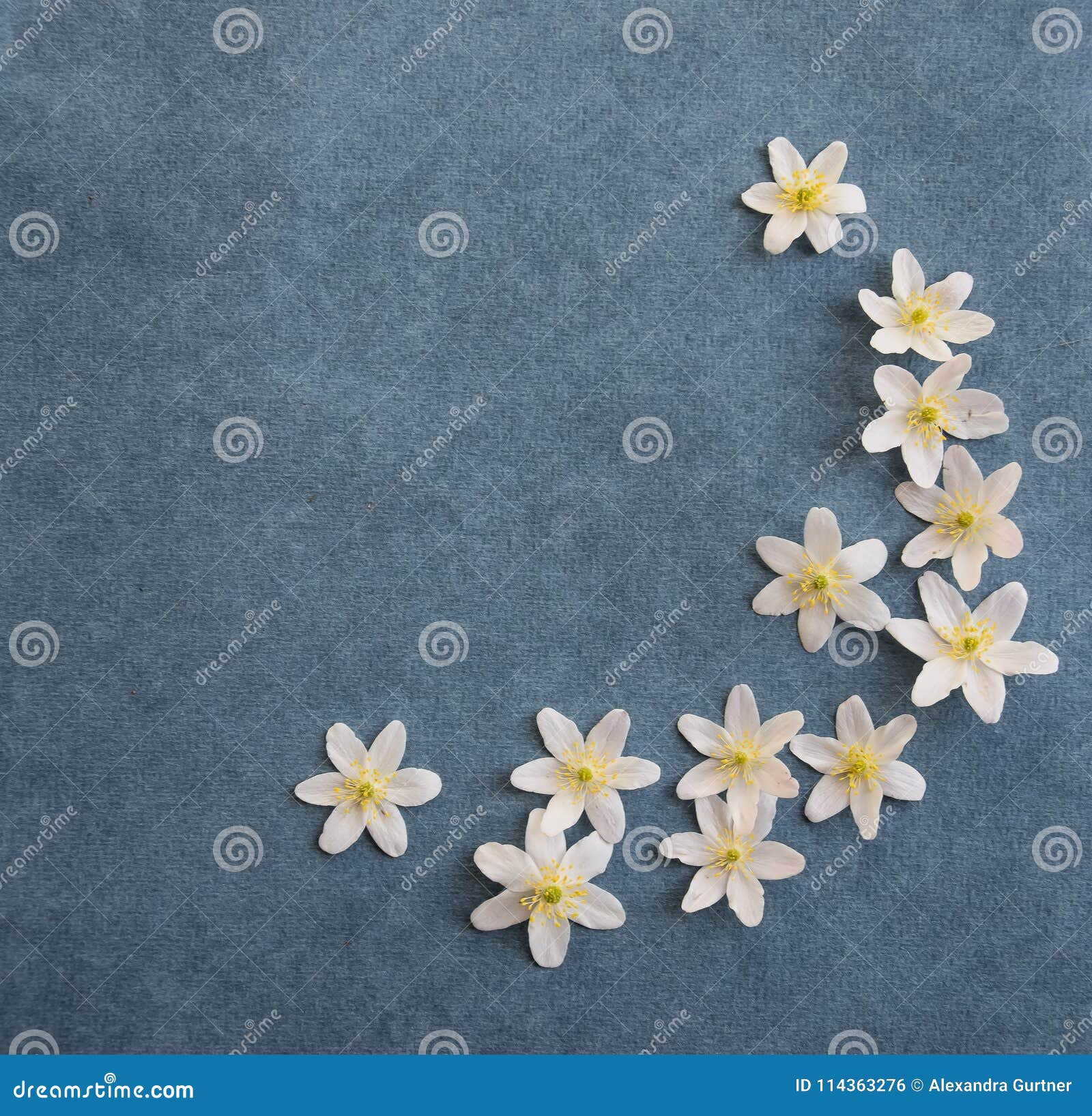White Wood Anemone Blossoms on Jeans Blue Background Stock Photo - Image of  cardsn, element: 114363276