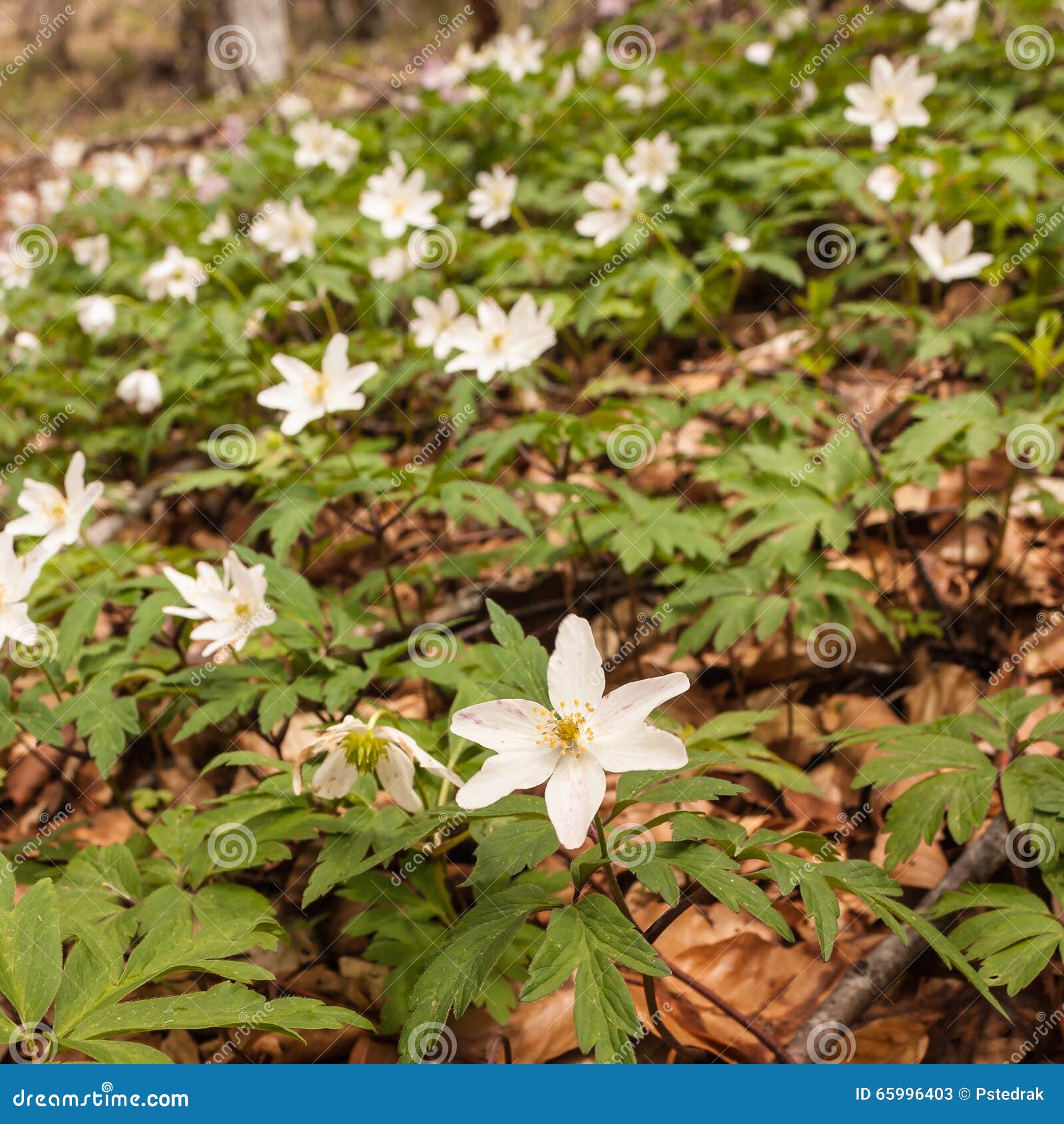 White wood anemone flowers stock image. Image of stamens 65996403