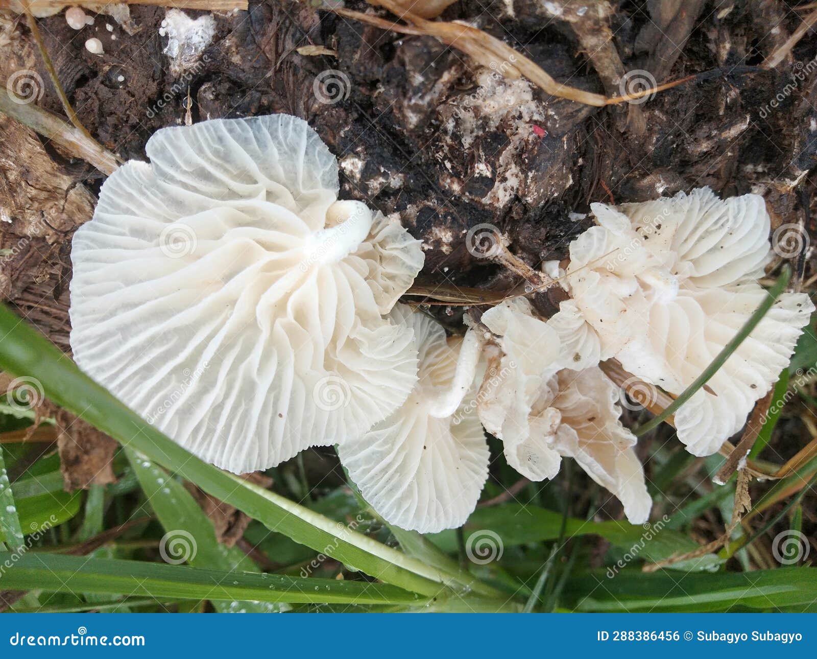 White Wood Fungus Growing in the Yard Stock Photo Image of flora