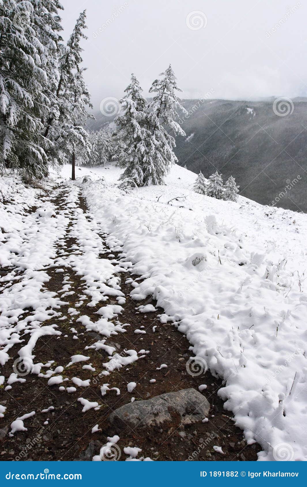 White wood, road and snow. stock photo. Image of mist 1891882
