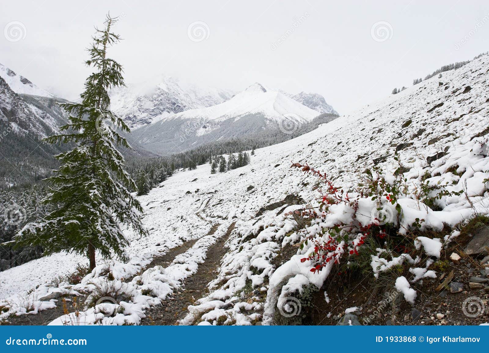White wood, road and snow. stock photo. Image of tree 1933868