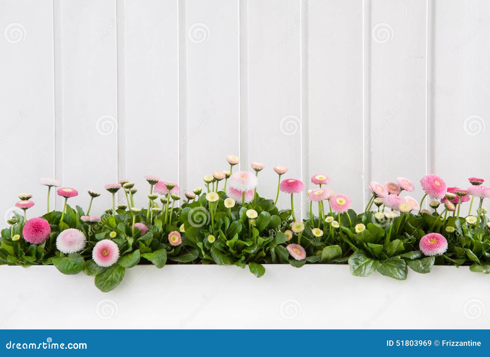 white wooden spring background with pink daisy flowers.