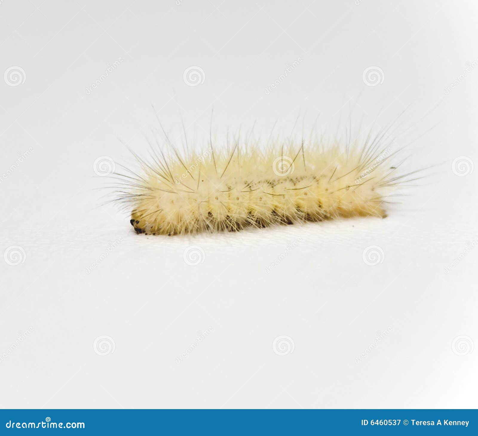 download wooly caterpillar winter download wooly caterpillar winter
