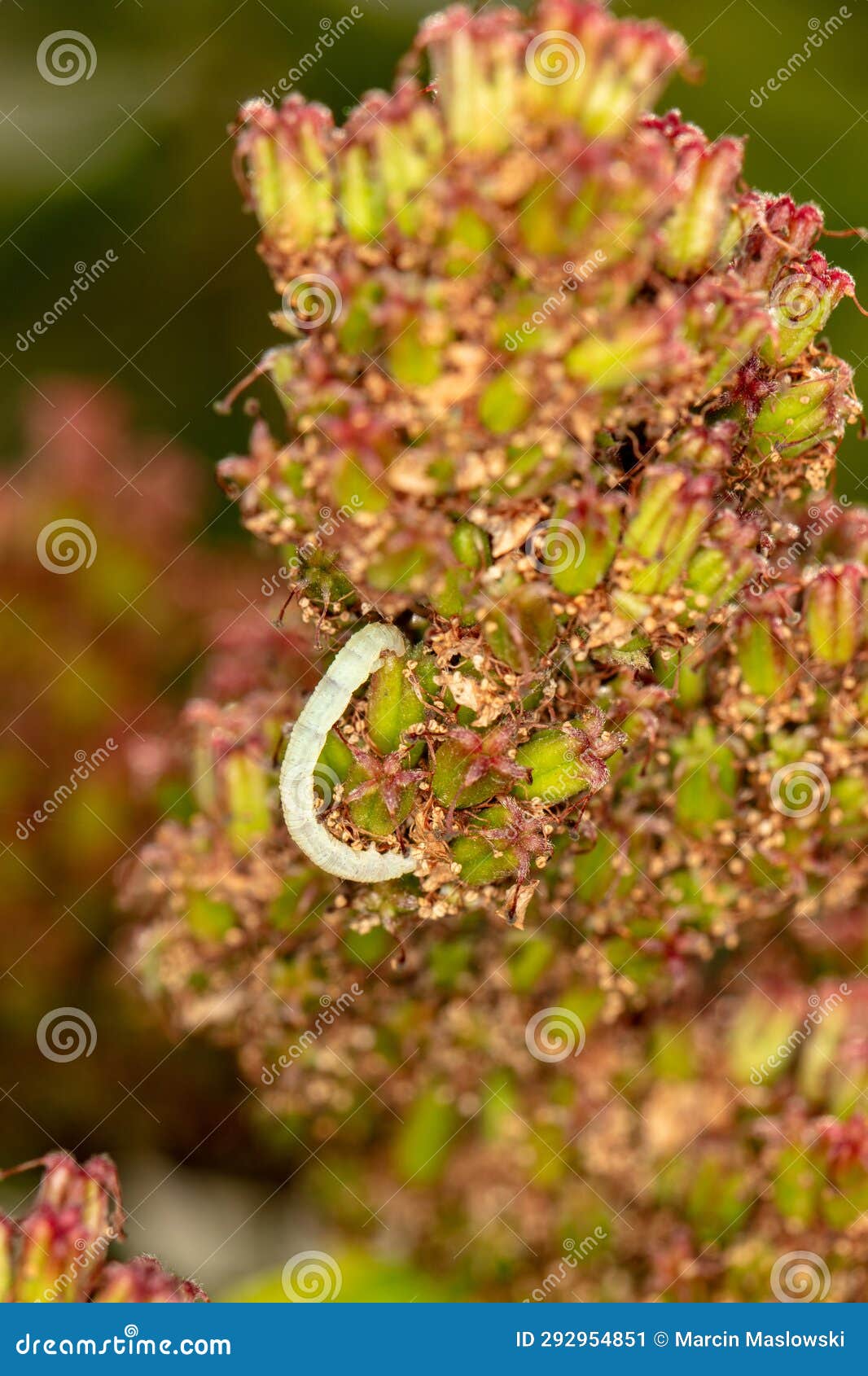 White Worm Larvae Of Coconut Rhinoceros Beetle On The Ground And Digging Soil. Sometimes Known