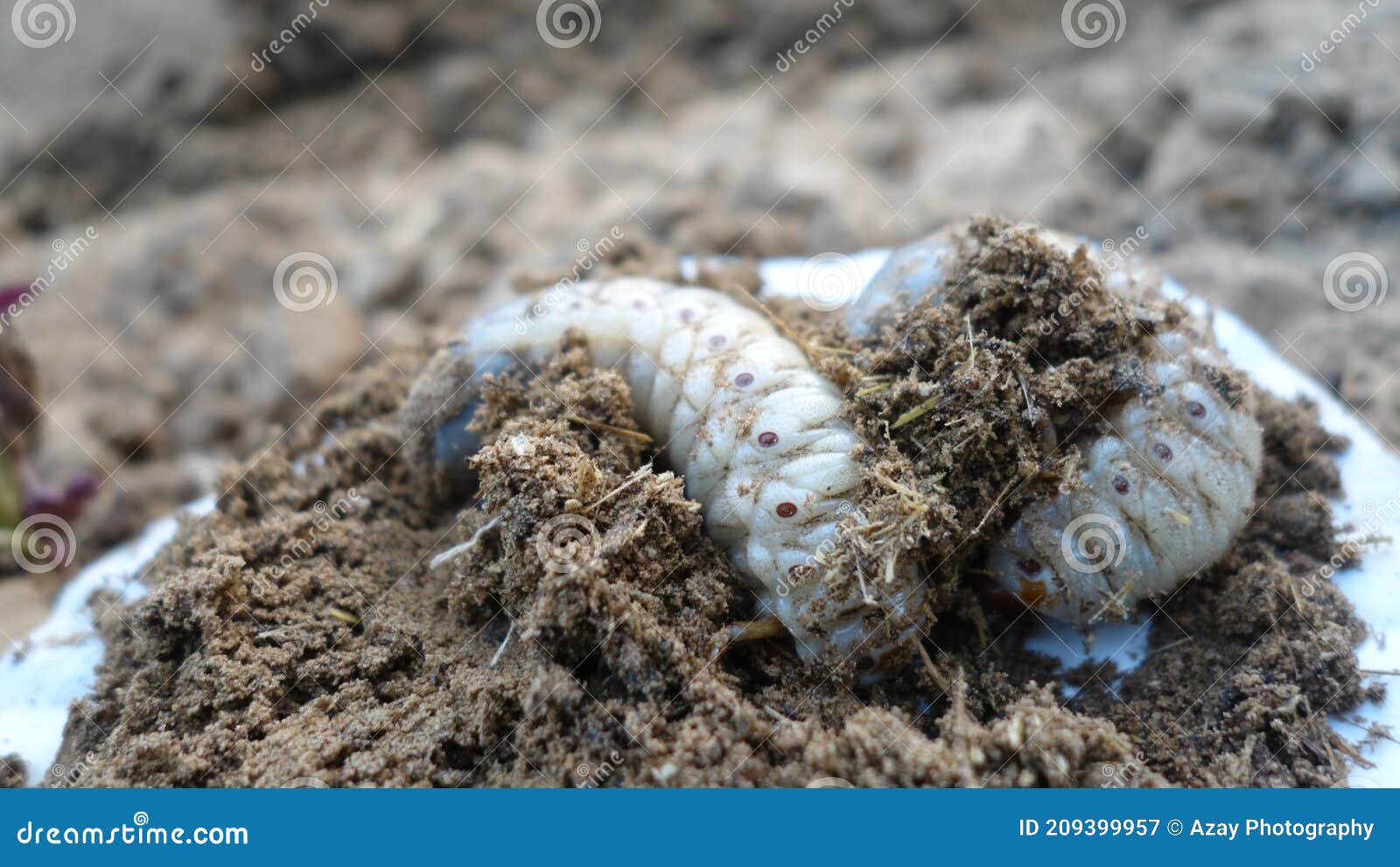White Worm Larvae of Coconut Rhinoceros Beetle on the Ground and Digging  Soil. Sometimes Known As June Bug Stock Image - Image of bait, insects:  209399957