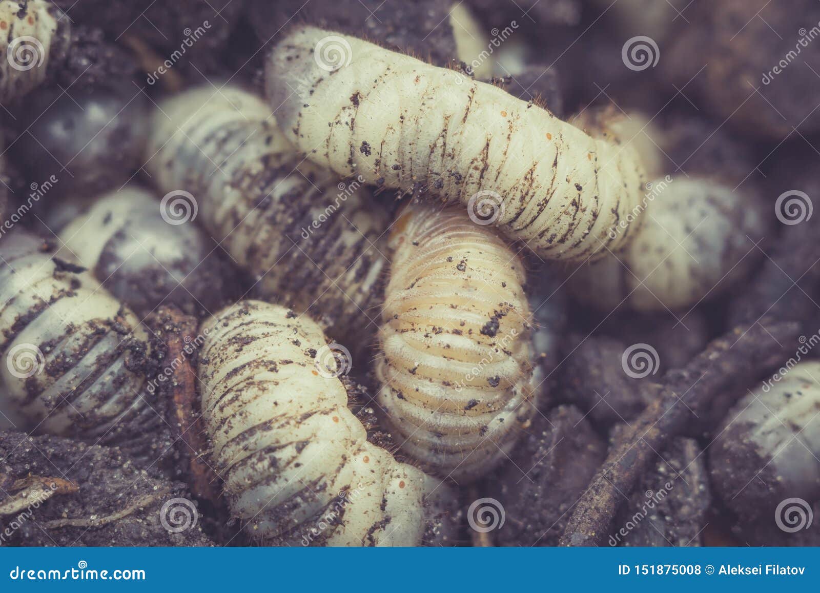 White Worms are the Larvae Closeup Stock Photo Image of worms, outdoor 151875008