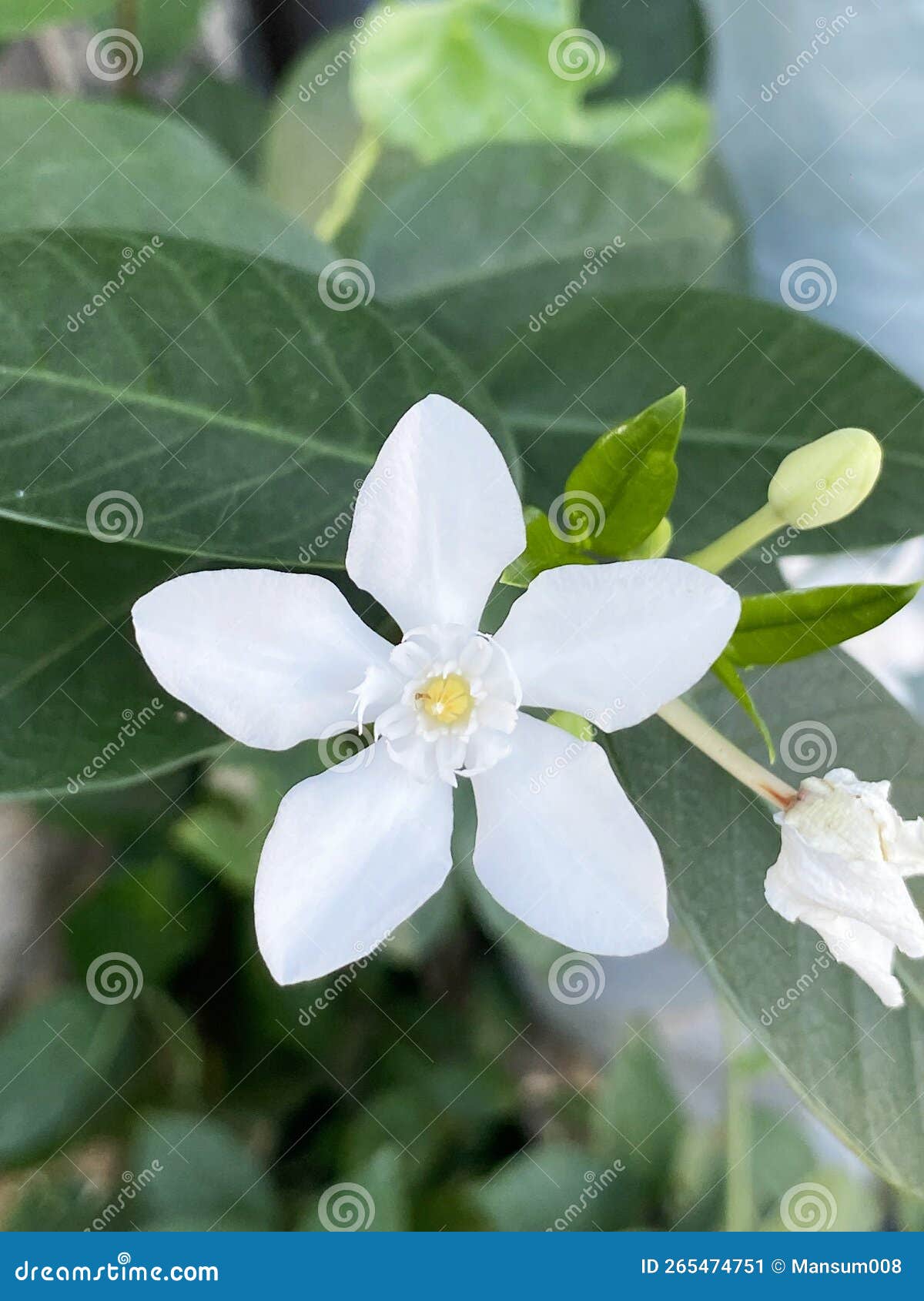 white wrigthia antidysenterica flower in the garden