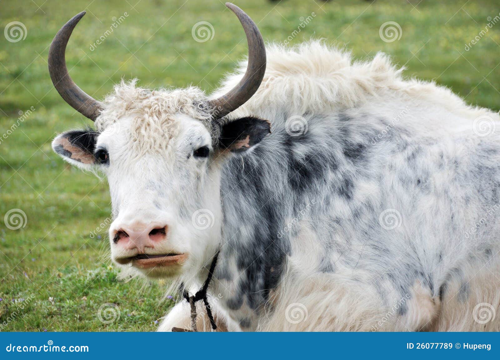 White Yak Royalty Free Stock Images - Image: 26077789