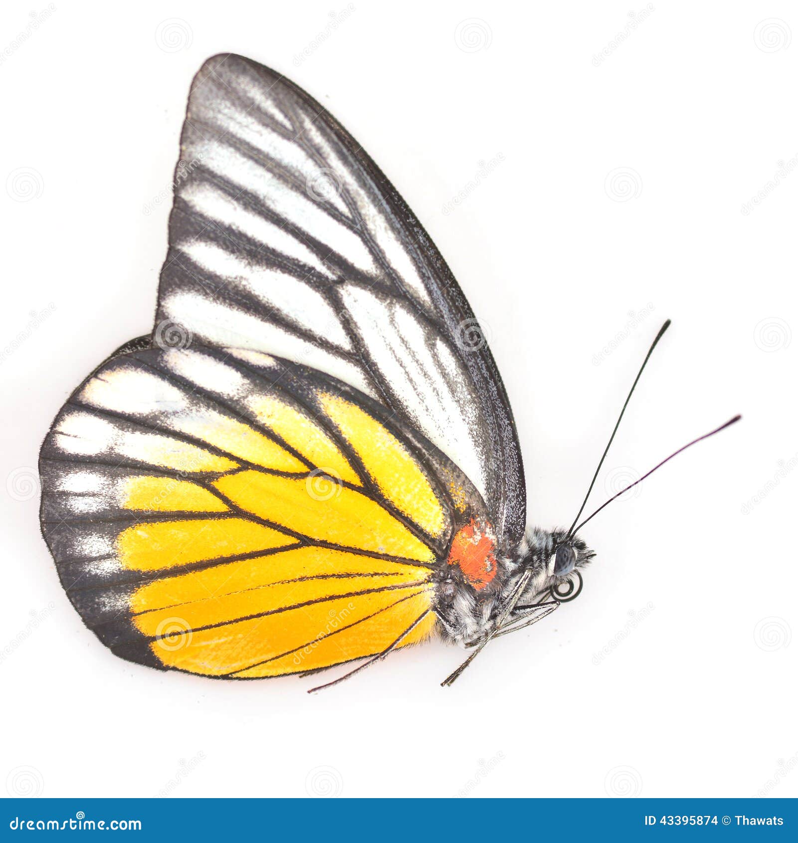 White and Yellow Butterfly stock photo. Image of colorful 43395874