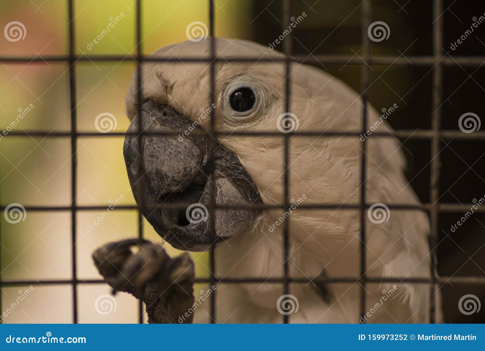 White and Yellow Cockatoo Locked in Cage Stock Photo Image of exotic