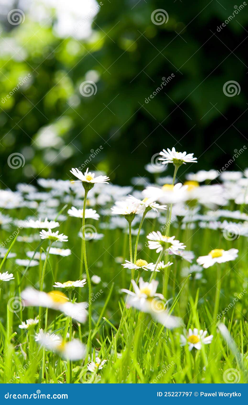 White and yellow daisies stock image. Image of flower 25227797