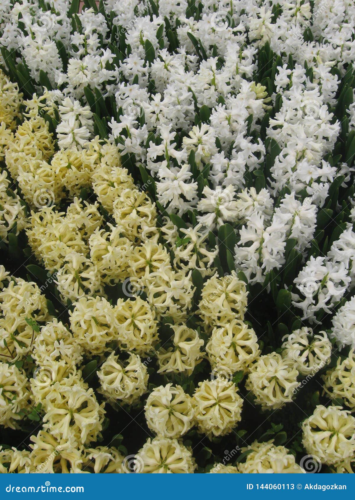 White And Yellow Dutch Hyacinth Hyacinth Blossom From Top View In Spring Stock Image Image Of Summer Petal 144060113