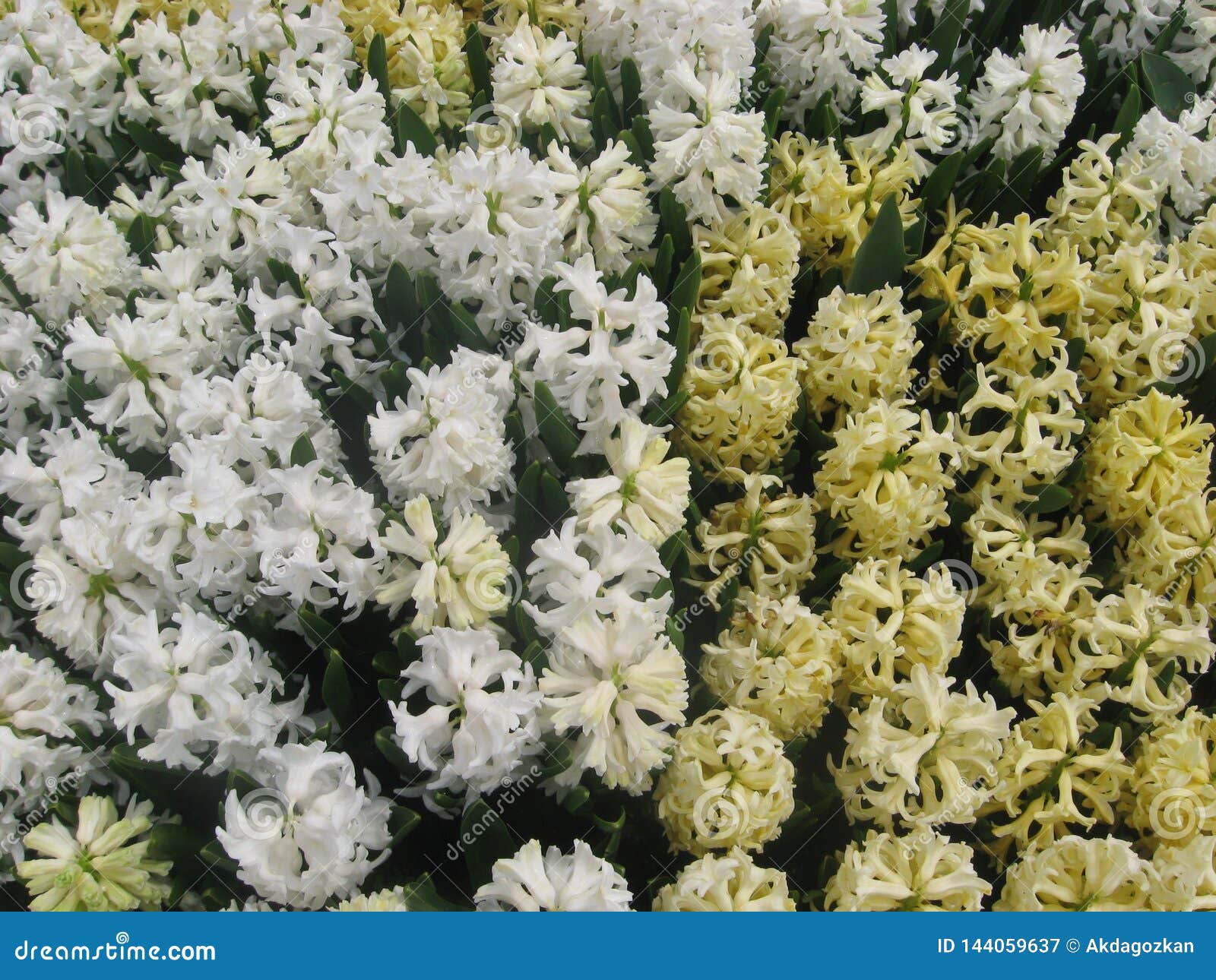 White And Yellow Dutch Hyacinth Hyacinth Blossom From Top View In Spring Stock Image Image Of Beauty Gardening 144059637