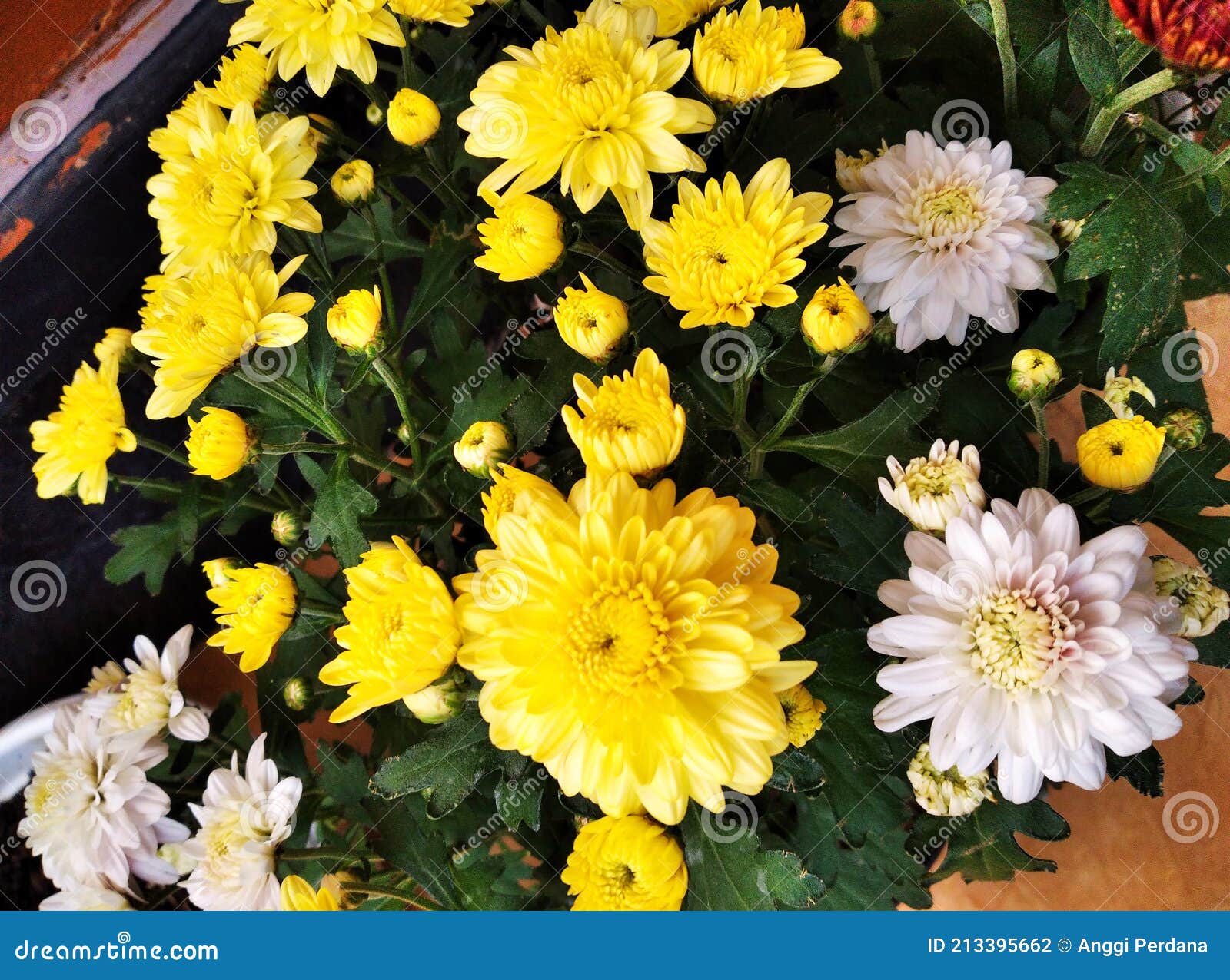 White and Yellow Easter Flower Stock Photo Image of easter, macro