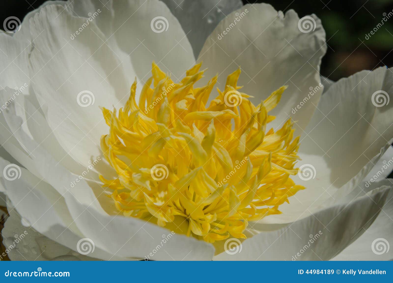 White and Yellow Flower stock image. Image of yellow 44984189