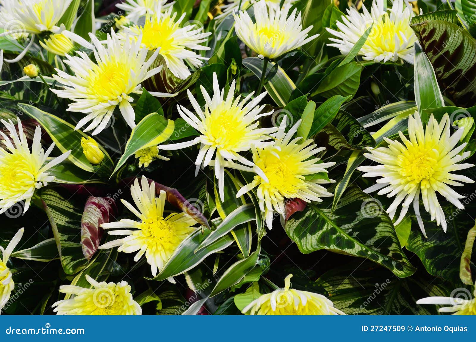 White and Yellow Flowers stock image. Image of spring 27247509
