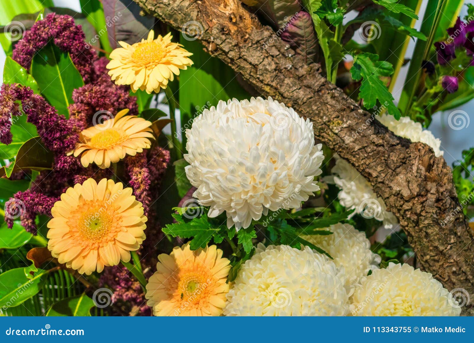 White and Yellow Flowers with Tree Branch Stock Image Image of purple, floral 113343755