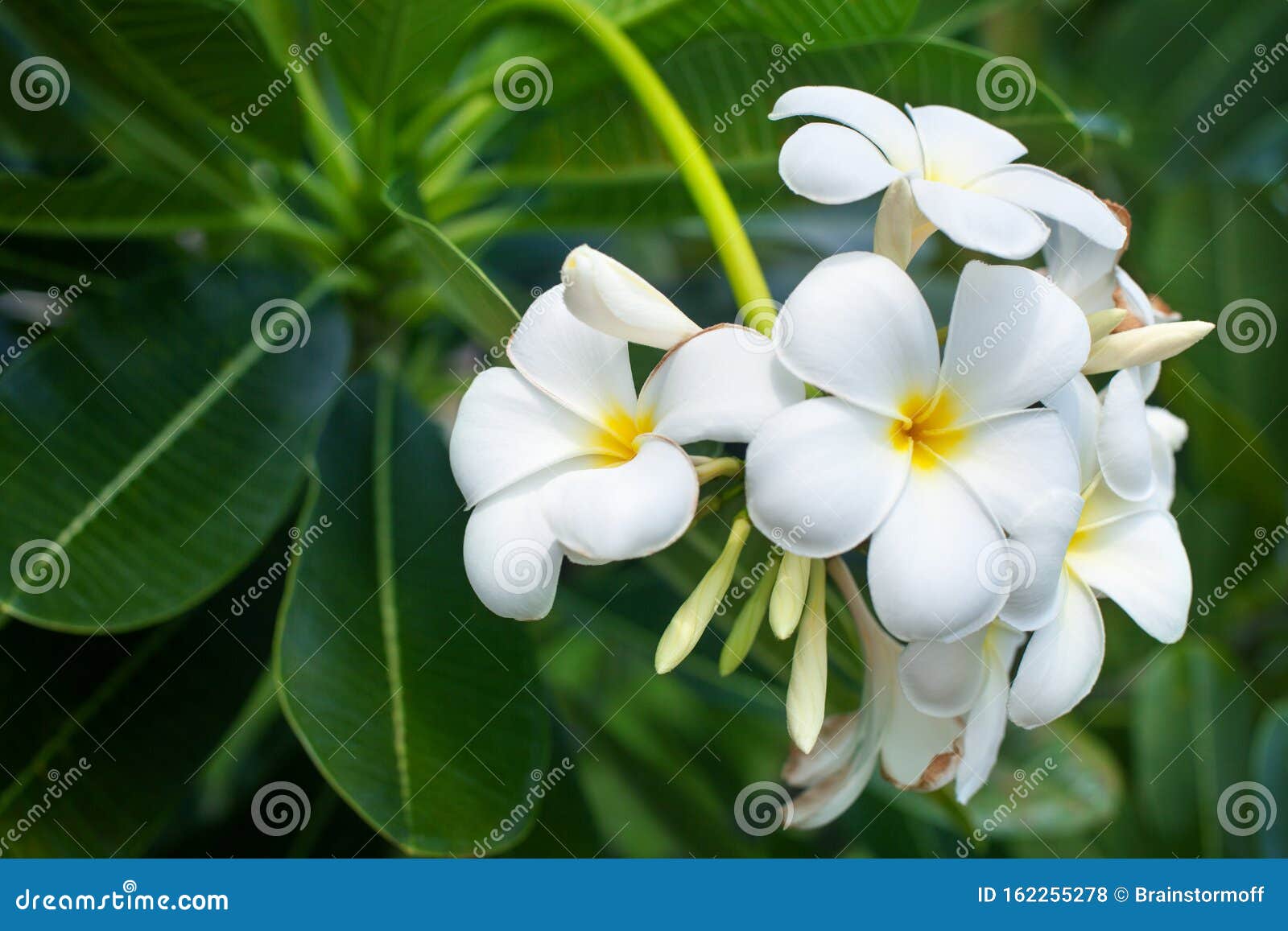 White And Yellow Plumeria Flowers Bunch Blossom Close Up Green Leaves Blurred Bokeh Background Blooming Frangipani Tree Branch Stock Photo Image Of Frangipani Blue 162255278