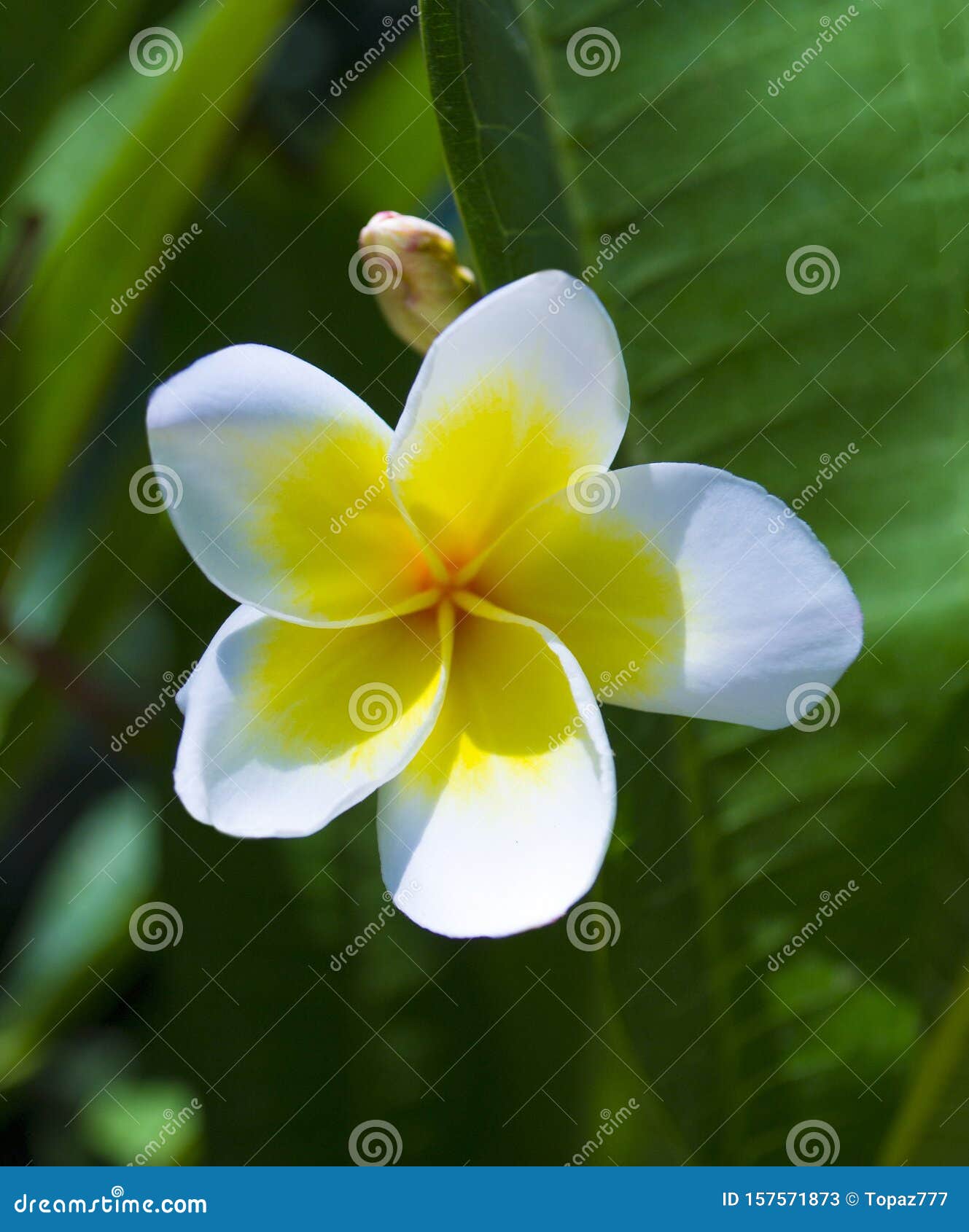 White and Yellow Plumeria Flowers on a Tree Stock Image Image of