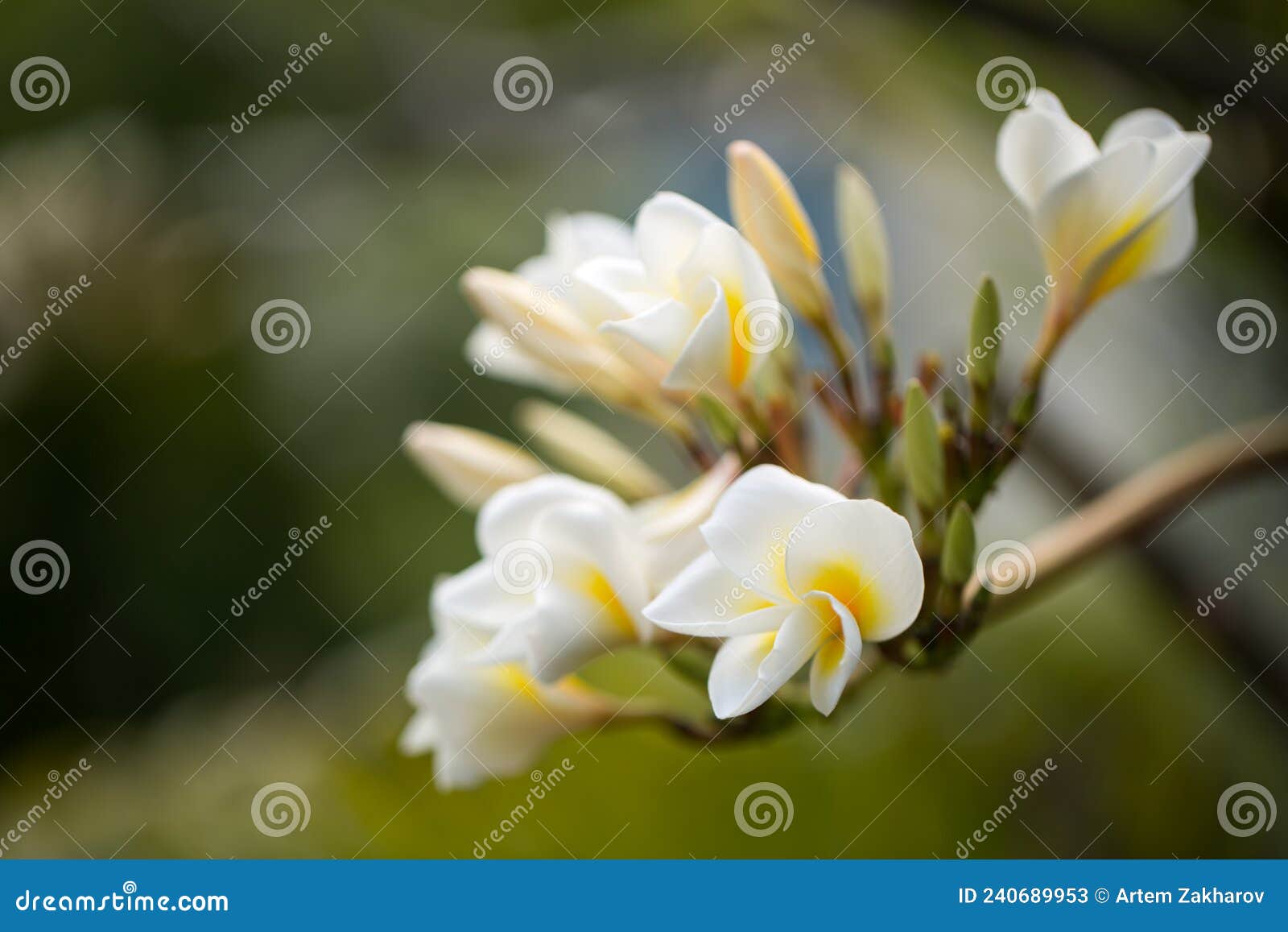 White and Yellow Plumeria Flowers on a Tree. Stock Image Image of