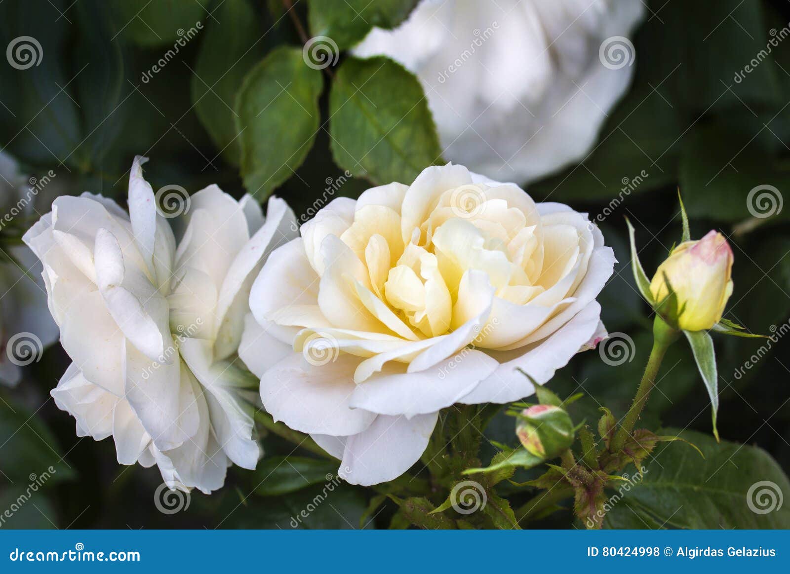 White yellow rose blossoms stock photo. Image of love 80424998