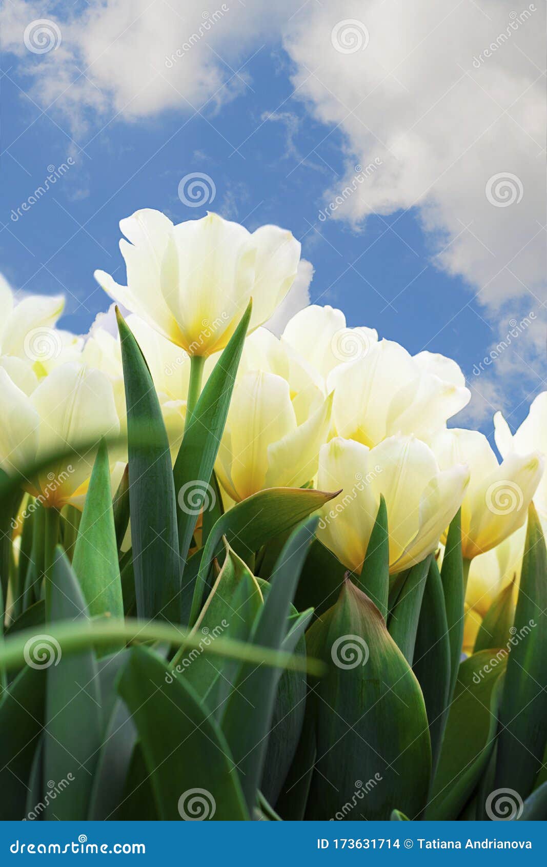 White and Yellow Tulips in Garden on the Background of Bright Blue Cloudy  Sky. Spring Plant Postcard, Flower Wallpaper. Vertical Stock Photo - Image  of easter, floral: 173631714